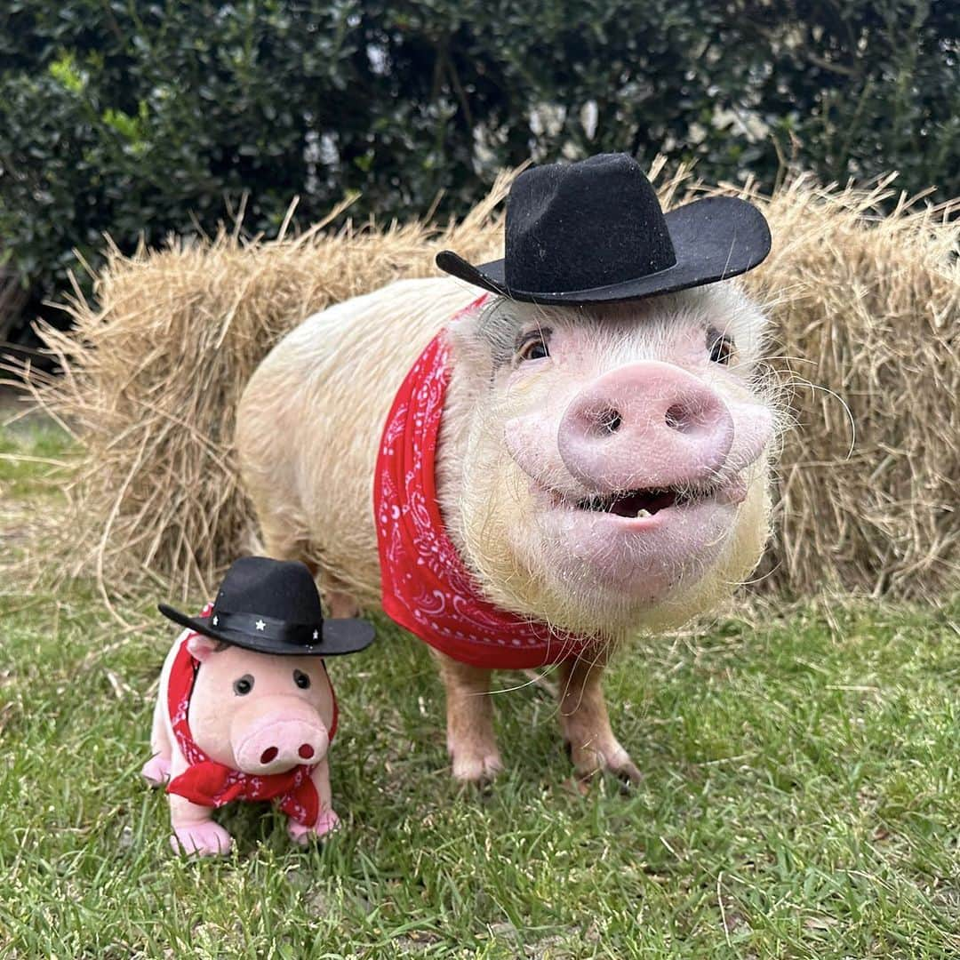 Priscilla and Poppletonさんのインスタグラム写真 - (Priscilla and PoppletonInstagram)「It’s #NationWearAHatDay, and we all know Silly Pop wears lots of hat. When Pop talked to the company about making his Poppleshark plush, his number one request was that the shark hoodie would come off, so that he could twin with him in some of his other favorite outfits, too. We all know the most important hat that Pop wears is his farmer hat. This morning he put one of his old baby farmer hats on his mini me, and he plans to introduce him to all his farm friends over @prissyandpops_helpinghooves today. I totally see him putting one of his baby Bama jerseys on him this fall, too. The cool thing is you can do the same thing with yours. We are so grateful to everyone who has bought one and you still have FIVE DAYS LEFT to get one to support our rescue efforts if you haven’t. These won’t ever be available again, so don’t miss out. THE LINK TO PURCHASE IS IN OUR BIO.  We can’t wait to share some of your adventures with Silly Pop, too!🐷🤠 #FarmerPop #Poppleshark #prissyandpopshelpinghooves #PrissyandPop」3月26日 22時56分 - prissy_pig