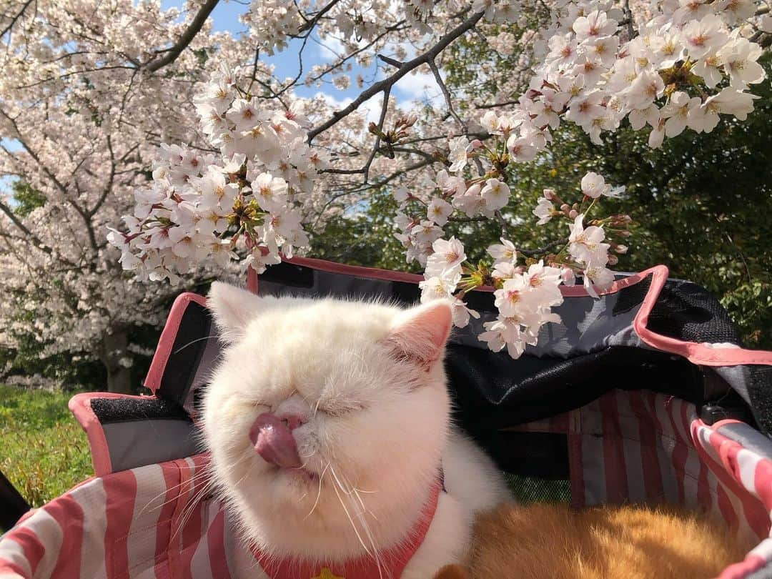 女将のインスタグラム：「Bun  今年も花見🌸したい  #願望 #桜 #花よりぶたまん  #ねこ#きな粉餅部屋#エキゾチックショートヘア#ねこのいる生活#cat#cats#catsofinstagram#ilovecats #お花見ニャンコ🌸 #ペコねこ部」