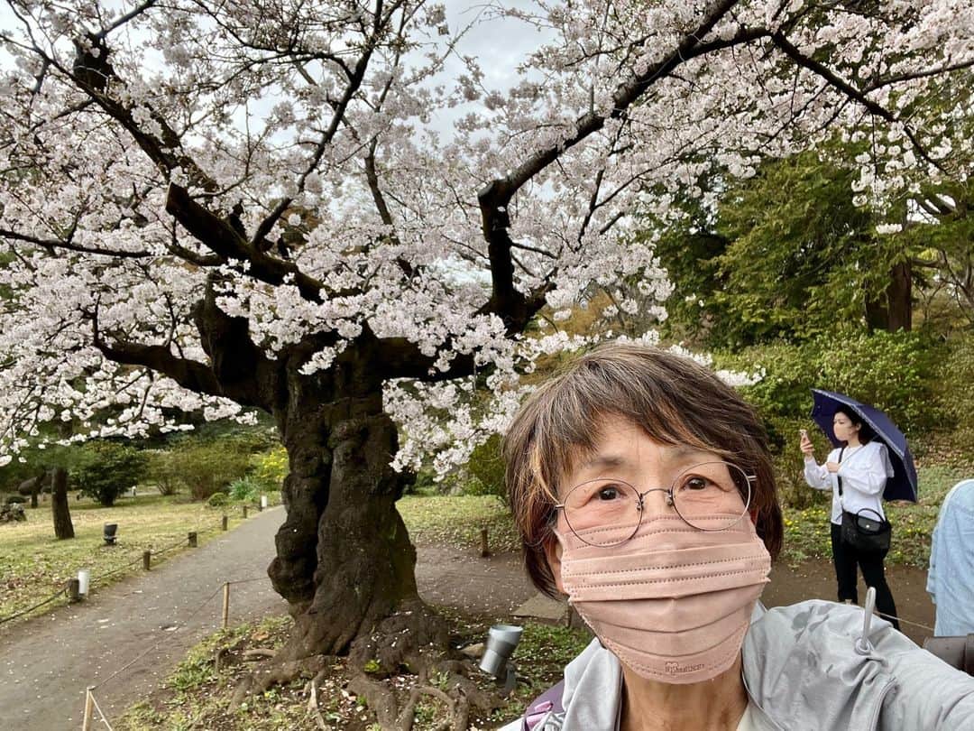 Cooking with Dogのインスタグラム：「Chef went to see the cherry blossoms at Rikugien Gardens on a sunny day this week.🌸😍 The Japanese garden is fantastic and it's a beautiful place that she highly recommends.👩‍🍳 There were about 20-30 tourists from Germany visiting too!🇩🇪 今週晴れた日に、六義園の桜を見てきました。日本庭園が素晴らしく、綺麗な場所でおすすめですよ。ドイツからの観光客が二、三十人来ていました！」
