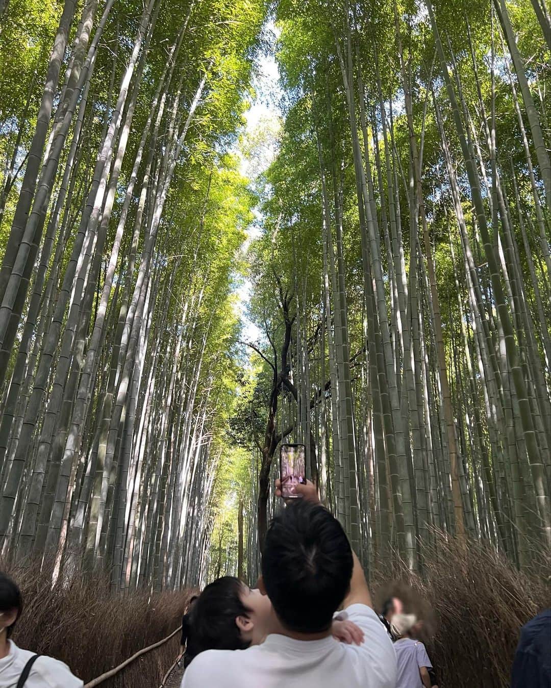 丸山城志郎のインスタグラム：「📍京都 嵐山」