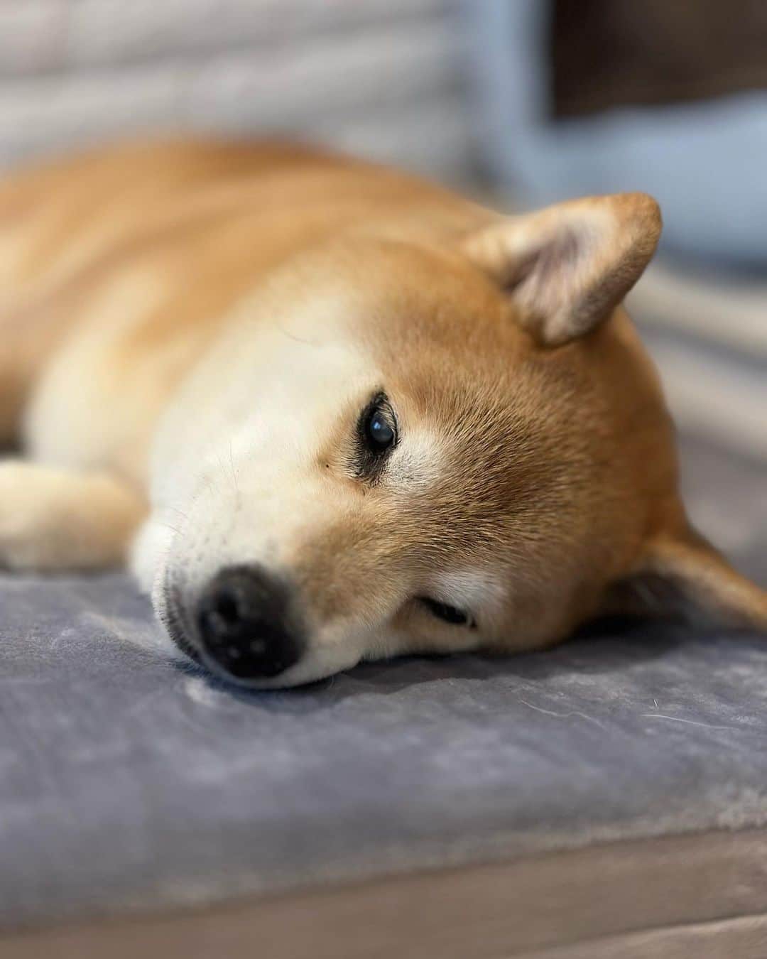 まる（まるたろう）のインスタグラム：「Good night!✨🐶💤✨明日は晴れるといいね #桜が散ってなければ良いんだけど #どうだろ #お花見行けるかな」