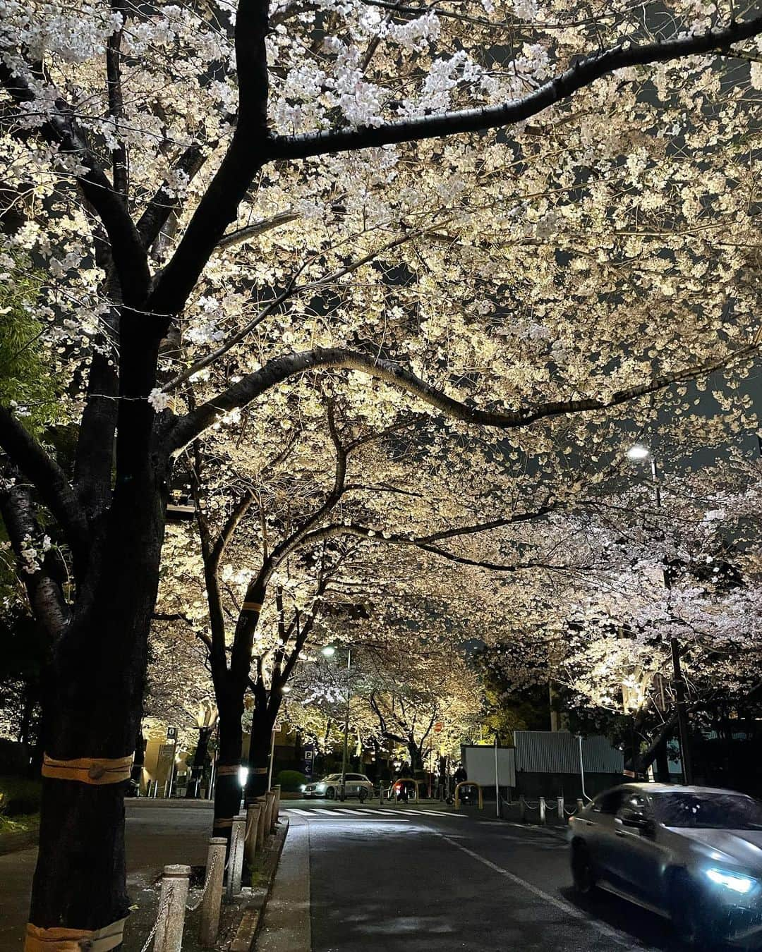 M'sブライダルさんのインスタグラム写真 - (M'sブライダルInstagram)「おすすめお花見🌸スポット💕  人生100年時代を豊かに生き抜くための結婚相談所  〜登録会員数7万名超×昔ながらの個別紹介×最先端AIシステムで、婚活が苦手な人でも結婚出来る人に〜   ・創業23年 (帝国ホテルタワー) ・登録男性高収入(年収1,000万以上)多数  ・平均成婚期間1年以内  ・丁寧・安心・高結婚率のM’sブライダル  ・東京駅八重洲南口徒歩3分  ◉全国支店オーナー様同時募集中！   #夜桜 #花見 #flower #桜 #spring #春祭り #癒し #sakura #お散歩コース #お花見🌸🍡 #結婚相談所 #東京 #再婚 #恋活 #結婚相談 #婚活パーティー #バツイチ #婚活 #彼氏募集中 #彼女募集中 #結婚したい #アラフォー #アラサー #family #marriage #tokyo #出会い #一期一会 #結婚 #家族」3月26日 23時49分 - msbridal_pr