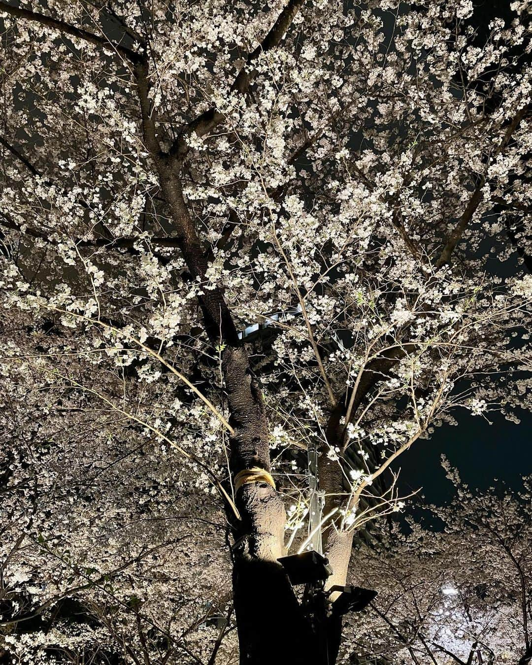 M'sブライダルさんのインスタグラム写真 - (M'sブライダルInstagram)「おすすめお花見🌸スポット💕  人生100年時代を豊かに生き抜くための結婚相談所  〜登録会員数7万名超×昔ながらの個別紹介×最先端AIシステムで、婚活が苦手な人でも結婚出来る人に〜   ・創業23年 (帝国ホテルタワー) ・登録男性高収入(年収1,000万以上)多数  ・平均成婚期間1年以内  ・丁寧・安心・高結婚率のM’sブライダル  ・東京駅八重洲南口徒歩3分  ◉全国支店オーナー様同時募集中！   #夜桜 #花見 #flower #桜 #spring #春祭り #癒し #sakura #お散歩コース #お花見🌸🍡 #結婚相談所 #東京 #再婚 #恋活 #結婚相談 #婚活パーティー #バツイチ #婚活 #彼氏募集中 #彼女募集中 #結婚したい #アラフォー #アラサー #family #marriage #tokyo #出会い #一期一会 #結婚 #家族」3月26日 23時49分 - msbridal_pr