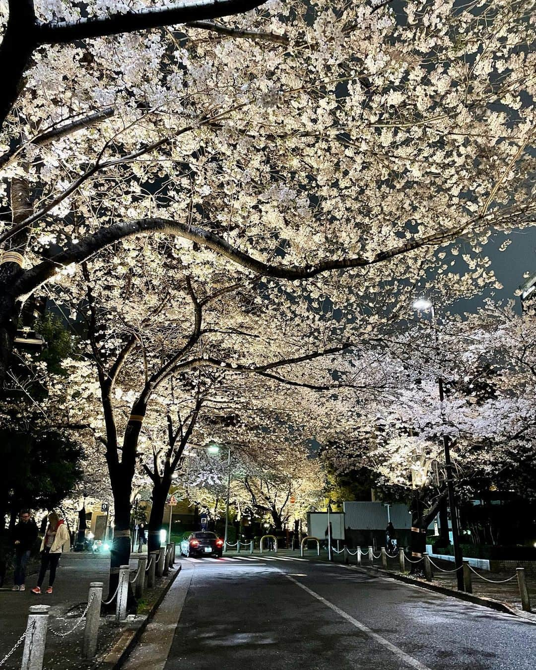 M'sブライダルのインスタグラム：「おすすめお花見🌸スポット💕  人生100年時代を豊かに生き抜くための結婚相談所  〜登録会員数7万名超×昔ながらの個別紹介×最先端AIシステムで、婚活が苦手な人でも結婚出来る人に〜   ・創業23年 (帝国ホテルタワー) ・登録男性高収入(年収1,000万以上)多数  ・平均成婚期間1年以内  ・丁寧・安心・高結婚率のM’sブライダル  ・東京駅八重洲南口徒歩3分  ◉全国支店オーナー様同時募集中！   #夜桜 #花見 #flower #桜 #spring #春祭り #癒し #sakura #お散歩コース #お花見🌸🍡 #結婚相談所 #東京 #再婚 #恋活 #結婚相談 #婚活パーティー #バツイチ #婚活 #彼氏募集中 #彼女募集中 #結婚したい #アラフォー #アラサー #family #marriage #tokyo #出会い #一期一会 #結婚 #家族」