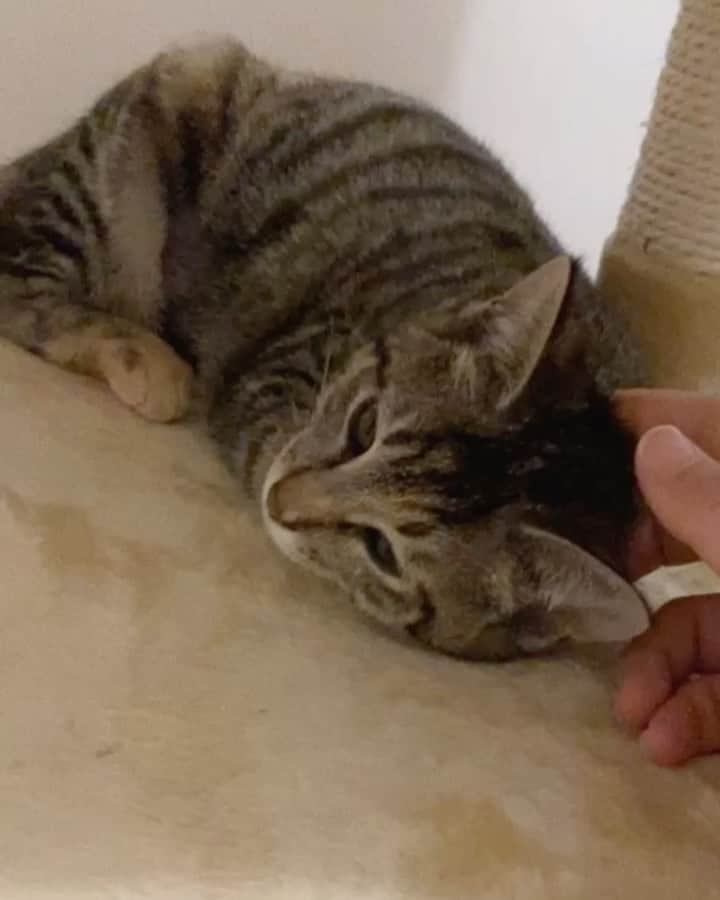 のインスタグラム：「It's a new family.🐈 This cat's name is Kamui❤️  I eat a lot and sleep well.I was very relieved.  KAMUI is about three months old.」