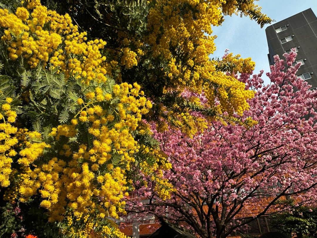 片山陽加さんのインスタグラム写真 - (片山陽加Instagram)「✿   蔵前神社にて⛩ 下町ってやっぱり落ち着く😊  浅草、蔵前、両国、浅草橋辺りは 歩いてて楽しいからわりと行くんだけども 今年初めて知った蔵前神社のミモザと桜を見に🌸 ミモザは好きなお花だから こんなに満開なミモザを見れて幸せ💛椿も素敵かな。  #蔵前#蔵前神社#下町#ミモザ」3月27日 0時07分 - haachandyoo