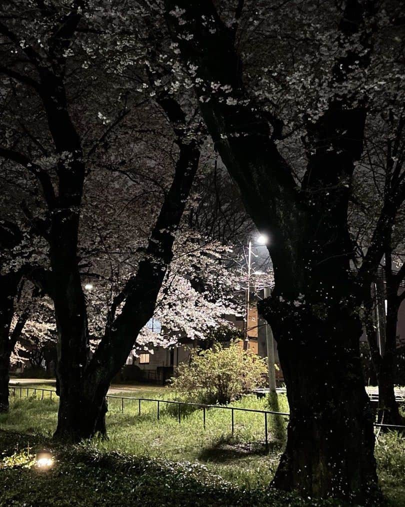 平松禎史のインスタグラム：「夜桜さん。雨でしっとり。」