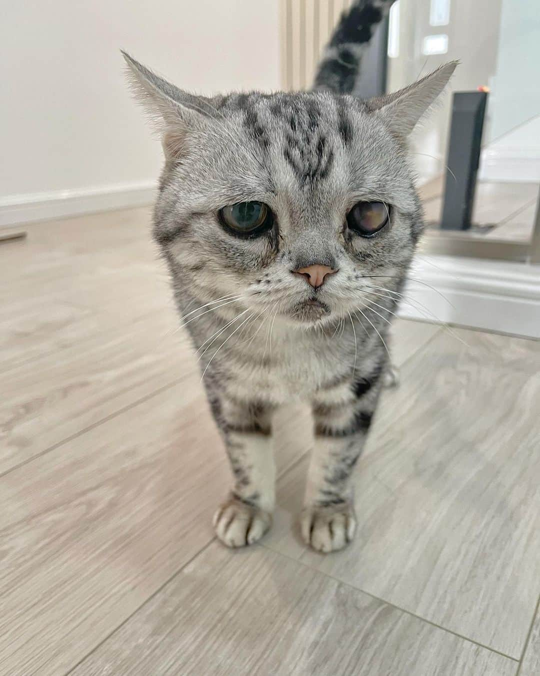 ルフのインスタグラム：「#luhu:” i m getting better bit by bit, Dr. said i m old and i am always unhealthy since i was born,so far so good now! yeah!i won’t give up cause i love my life!” - - #luhu #sadcat #angel #adorable #lovely」