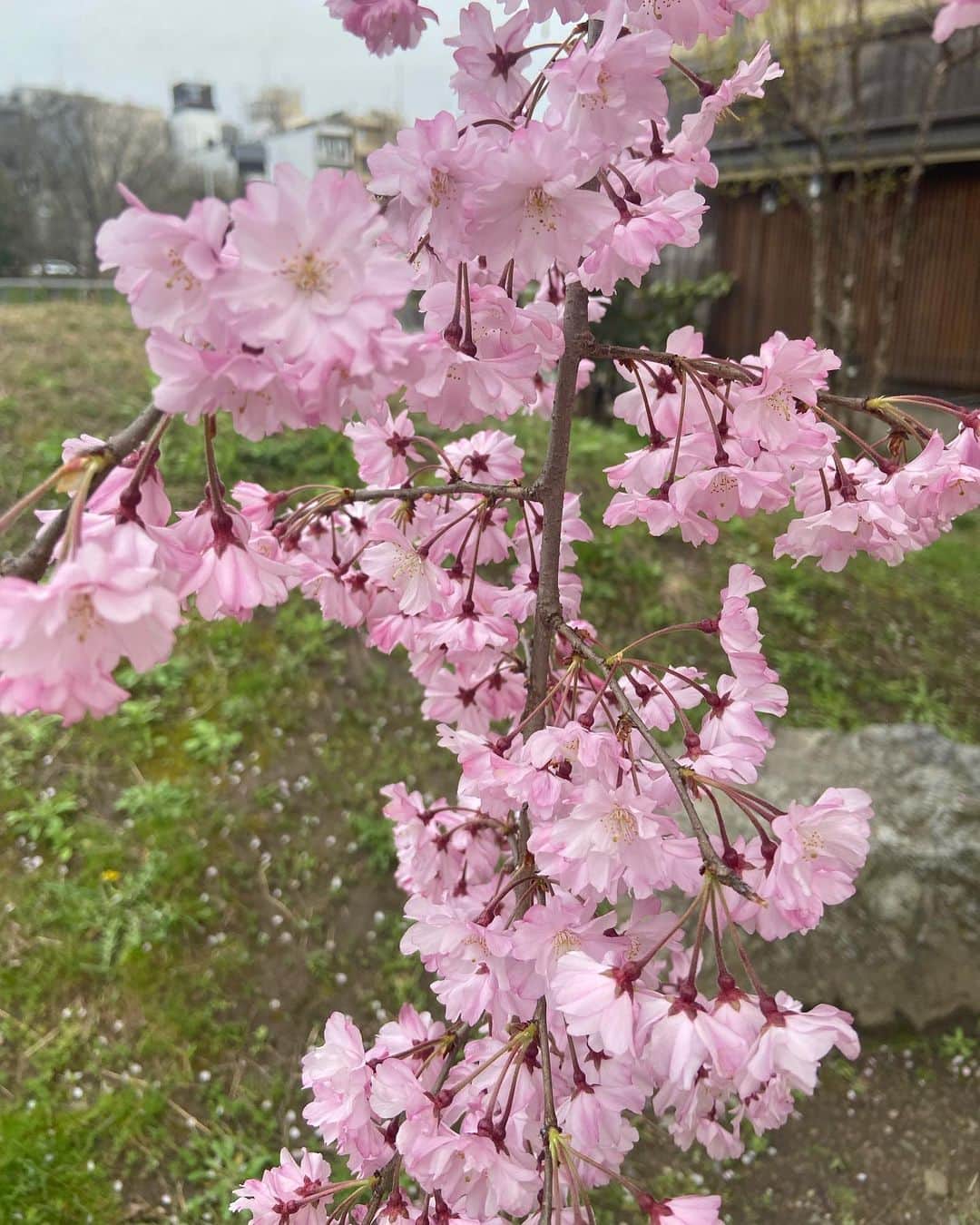 パク・ハソンさんのインスタグラム写真 - (パク・ハソンInstagram)「🌸🌺  벚과 동백이 함께 피는 계절이라니」3月27日 0時22分 - mintsungrace