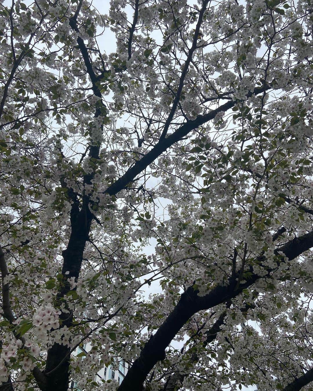 パク・ハソンさんのインスタグラム写真 - (パク・ハソンInstagram)「🌸🌺  벚과 동백이 함께 피는 계절이라니」3月27日 0時22分 - mintsungrace