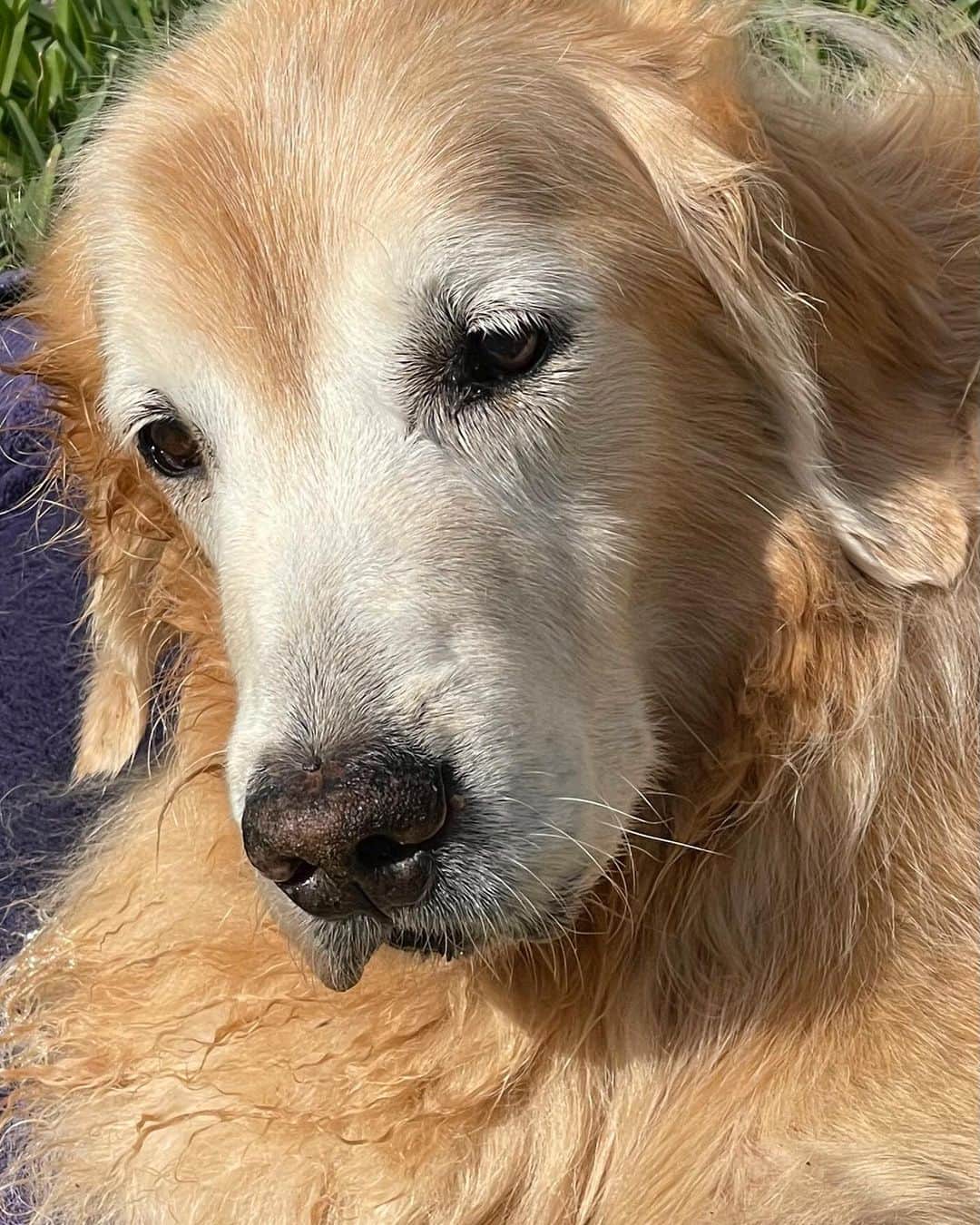 ブルース・ウェーバーのインスタグラム：「All who met our dog Hud would describe him as an elegant gent. When he was still a puppy, I made a t-shirt inspired by Hud with the help of the art director @snshahid—we imagined him as a prizefighter making his debut in Vegas. But nothing could have been further from the truth. Hud was a gentle soul through and through, “a lover not a fighter” who was always up for some mischief and welcomed a good time. When we'd wear that shirt, sometimes Hud would look up at Nan or I with an expression that seemed to say, “This is my family.”   Hud came from the kennel of Pat and Tom Downing up on Wolfe Island in Canada. The years we spent playing together in our backyard have been some of the happiest in our lives. It’s a sad day for us, for we lost Hud yesterday after a battle with cancer. His bravery—and the joy he brought us for 12 wonderful years—were unequalled.  Thank you to everyone in Golden Beach, Montauk and beyond who put in a loving, helping hand with Hud in the hopes of one day seeing him get well, in particular @richamaro, Dr. Tom Sessa, @hheather_hammerlein_ , @suzemazzei13, @cecemotta11, Dennis Lennox, @zacrup and Robin Coppola. Nan and I are forever grateful.」