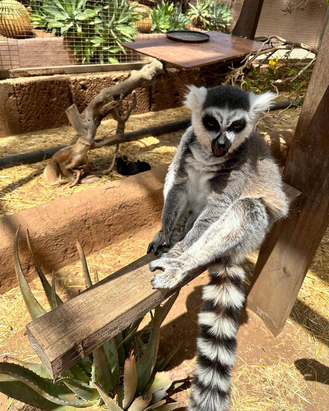 Kamila CIBAさんのインスタグラム写真 - (Kamila CIBAInstagram)「Nasz czas wolny w niedzielkę spędziłyśmy w @monkeyparktenerife 🐒🦧🦜 #freetime #goodtime #monkey #guineapig #pigs #lemur #małpa #eat #food #monkeyzoo #lovelife #animals #animalsofinstagram #tenerife #canaryislands #teneryfa」3月27日 2時44分 - kamilaciba