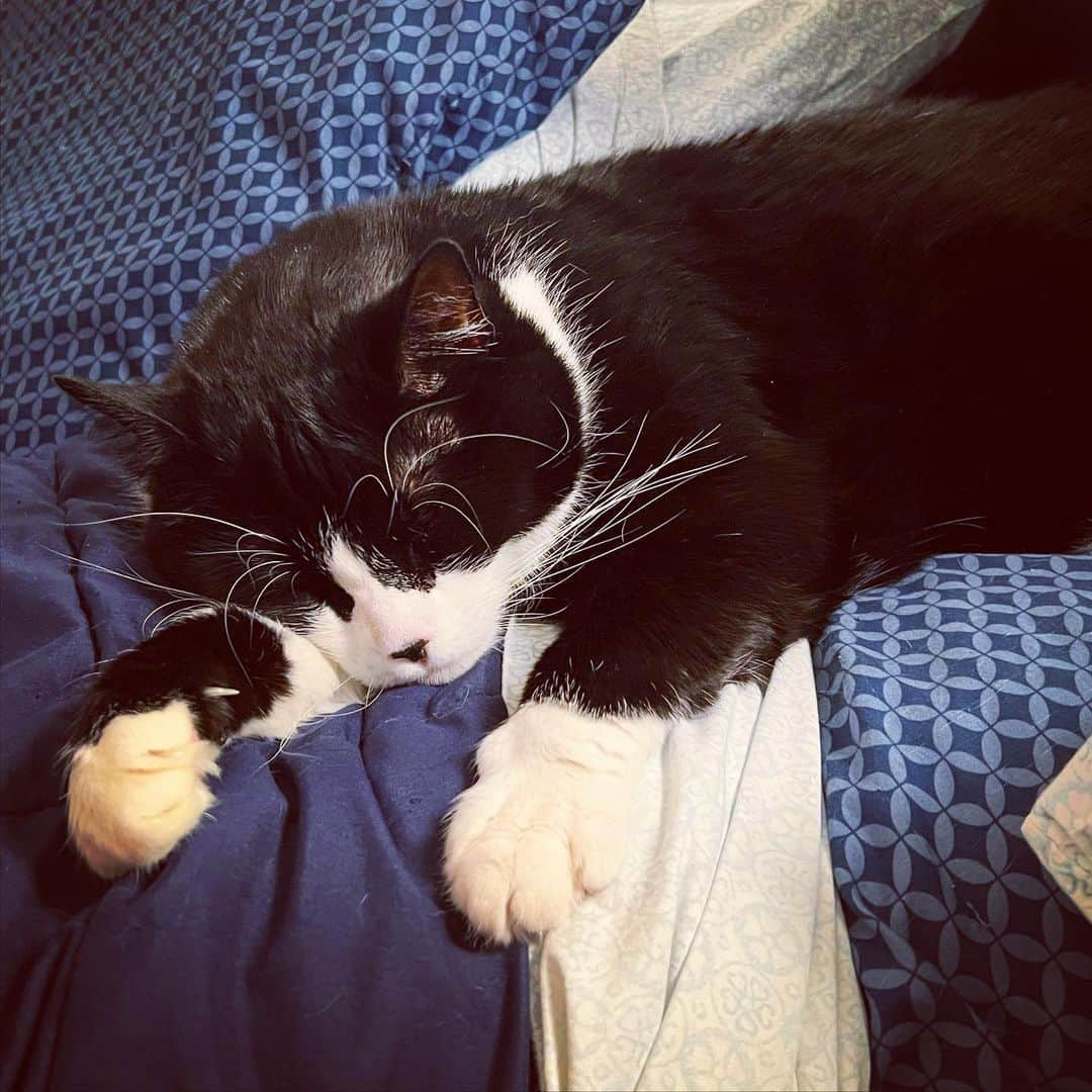 Tuxedo Cat Brosさんのインスタグラム写真 - (Tuxedo Cat BrosInstagram)「Sleepy birthday boy. Hugo turns 9 today!」3月27日 3時13分 - tuxedotrio