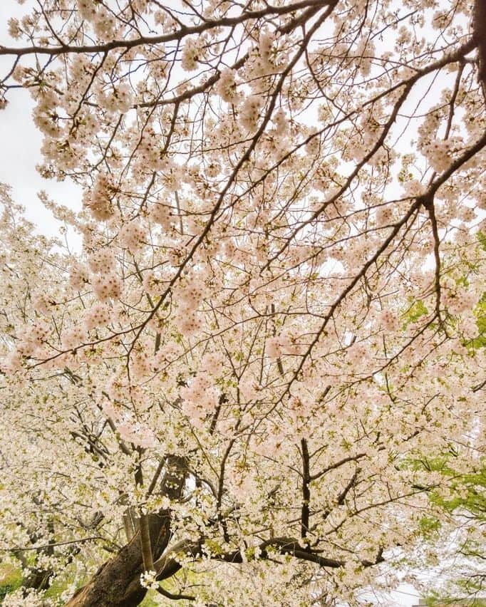重松隆志のインスタグラム：「今日も元気に撮影中！ サクラガキレイ。 まだまだ散らないでね🌸 #映画 #撮影 #桜 #俳優 #重松隆志」