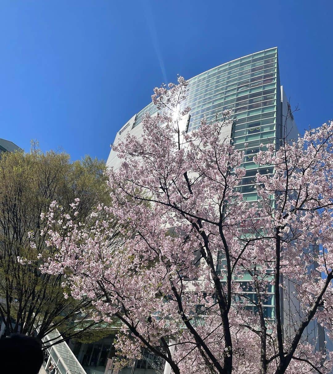 薄井しお里さんのインスタグラム写真 - (薄井しお里Instagram)「🌸🌸🌸 みんなが顔を上げて、綺麗だね、素敵だね、気持ちいいね、となれる季節ですね🌸 綺麗なものを見て、綺麗だね、と素直に言える人に魅力を感じます🫧 共感ってとっても大切🫧 みんなのところも桜咲いてるかなぁ？ 今週もがんばりましょうね🗼🫧 #桜　#春だね　#素敵な月曜日」3月27日 13時34分 - shiori.uuu