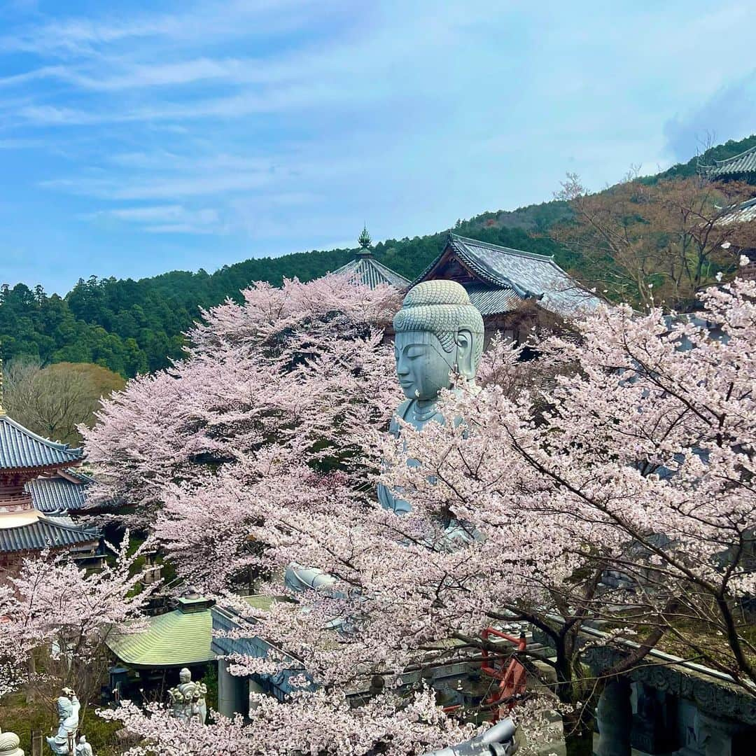 日比直博のインスタグラム：「桜大仏🌸  おもしろ雛人形たち。 ウォーリーもいました。  #壷坂寺」