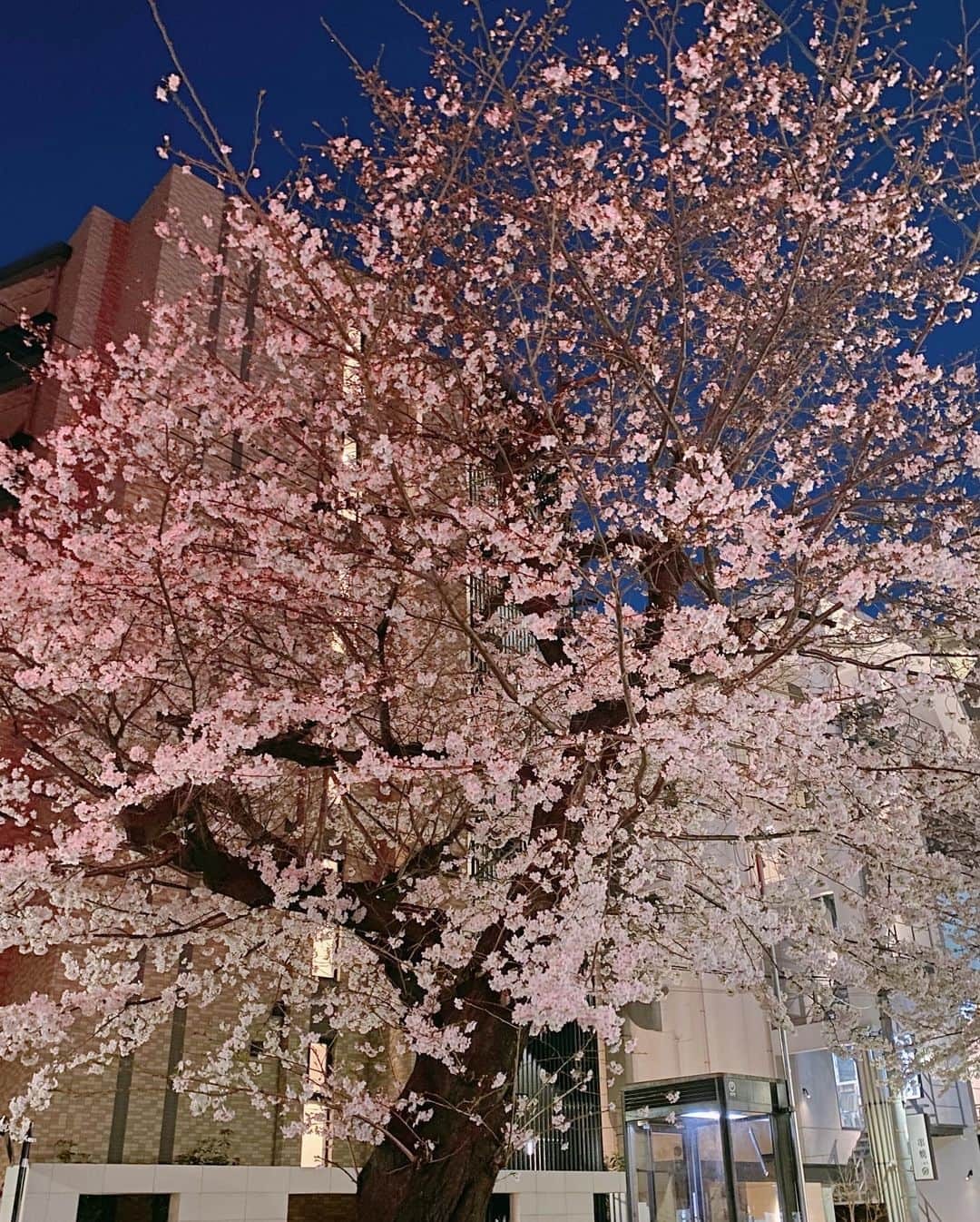 狩野茉莉のインスタグラム：「桜と、頂いたもの等と、食べたもの🌸🎁😋  #GODIVA #マカロン」