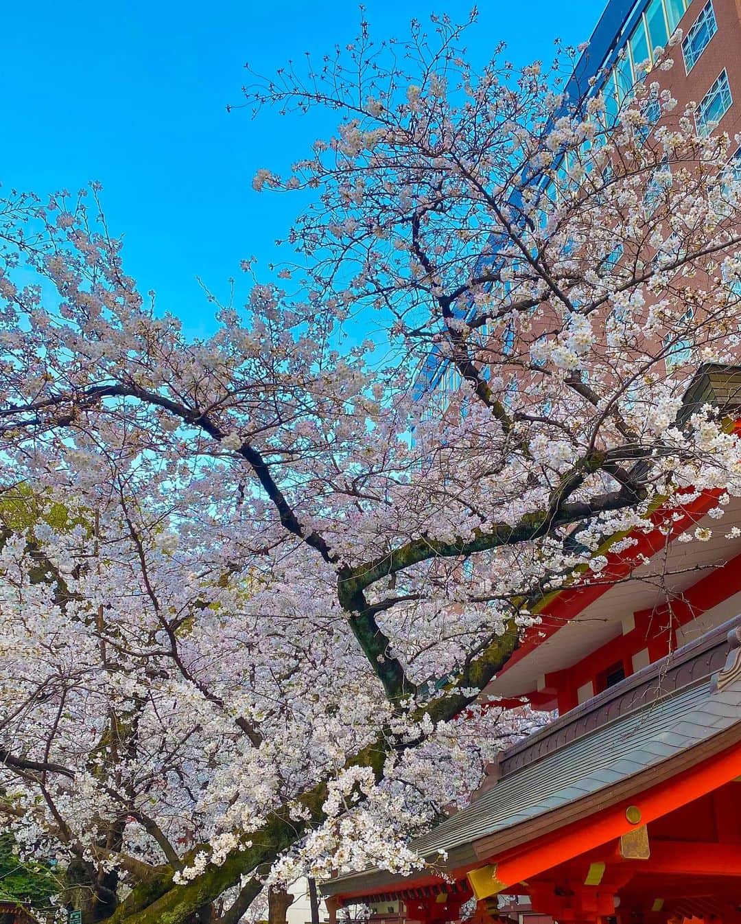 JUNKO（飯田順子）さんのインスタグラム写真 - (JUNKO（飯田順子）Instagram)「満開🌸 ライトアップ綺麗❤︎ ・ #花園神社  の🌸も満開❤︎ #お花見日和」3月27日 14時02分 - jun__ko_