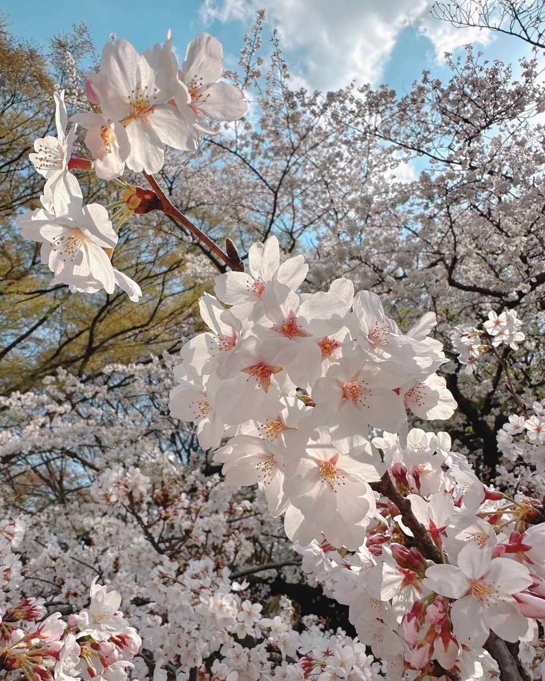 RISAさんのインスタグラム写真 - (RISAInstagram)「🌸🌸🌸  桜満開だね💗 週末まで桜残ってますよーに🌸」3月27日 14時14分 - arilady0423