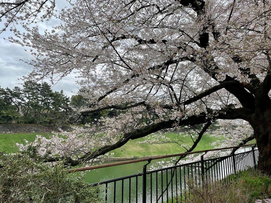 M'sブライダルさんのインスタグラム写真 - (M'sブライダルInstagram)「おすすめお花見🌸スポット❤️  人生100年時代を豊かに生き抜くための結婚相談所  〜登録会員数7万名超×昔ながらの個別紹介×最先端AIシステムで、婚活が苦手な人でも結婚出来る人に〜   ・創業23年 (帝国ホテルタワー) ・登録男性高収入(年収1,000万以上)多数  ・平均成婚期間1年以内  ・丁寧・安心・高結婚率のM’sブライダル  ・東京駅八重洲南口徒歩3分  ◉全国支店オーナー様同時募集中！   #千鳥ヶ淵 #桜 #tokyo #お花見 #東京 #日本 #japan #春 #spring #花 #flowers #love #happy #さくら #sakura #綺麗 #美しい #花見 #婚活 #恋人 #素敵 #お見合い #一期一会 #marriage #バツイチ #結婚相談 #再婚 #結婚相談所 #夢 #縁結び」3月27日 14時13分 - msbridal_pr