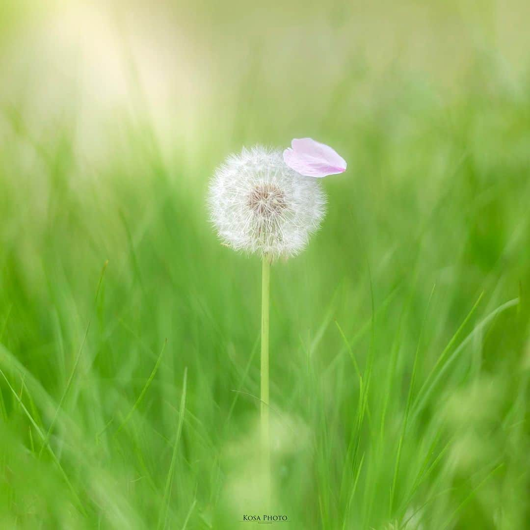 コサさんのインスタグラム写真 - (コサInstagram)「桜をのせて  この時期は自分が5人ぐらい欲しいぞぉ！ . Location:和歌山 Wakayama / Japan🇯🇵 Date:2020年4月 Camera:D750 / 70-200mm f2.8 . #Japan_Daytime_View #love_rox_5 #みんすと桜祭 #じゃびふる_2023春色 #raytrek_uniquetome #japancityblues #nikoncreators #nikoncreators_2022myfavorite #flower_special_ #ip_blossoms #tv_flowers #はなまっぷ #wp_flowers #ip_for_blossoms #macro_brilliance #Majestic_Macros #9Vaga_Macro9 #Macro_vision #top_macro #igbest_macros #tokyocameraclub #deaf_b_j_ #japan_bestpic_ #LBJ_KING #special_spot_legend #bestjapanpics #bestphoto_japan #jgrv_member #team_jp_ #photo_jpn」3月27日 7時05分 - kosa_photo