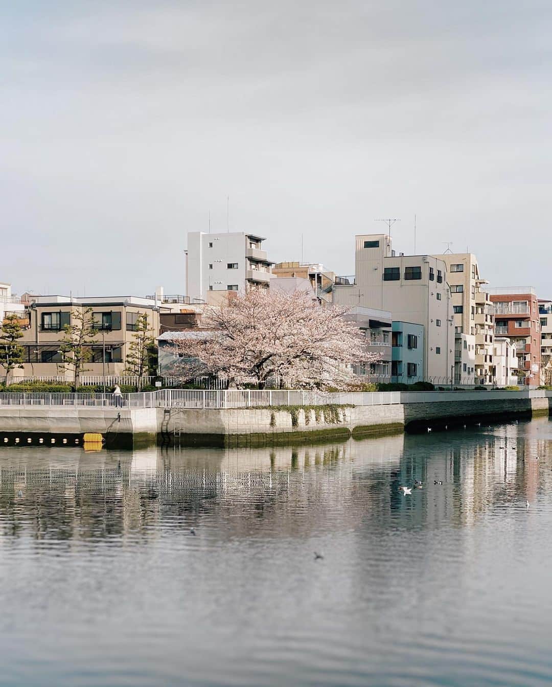 のインスタグラム：「: : Cloudy Blossoms : : 今季は東京は天候にも恵まれず... いいタイミング時期に雨雨雨🙌💦🙌 : : ::」