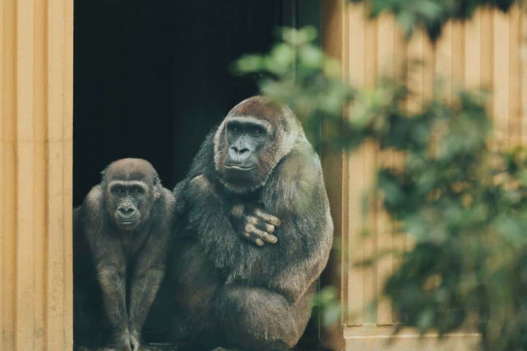 坂本美雨さんのインスタグラム写真 - (坂本美雨Instagram)「#BRUTUS 2023年 3月15日号 No.980  《通いたくなる動物園。》  親子で京都市動物園を訪れました。 楽しい一日だったー！  ワークシートで動物を見つけていったり、気づいたことをメモったり、すぐゴリラファミリーの名前を覚えたり、いろいろ学んだことを教えてくれて、ちっちゃかった時とは違う楽しみ方ができてたなー。 おっきくなったなぁー。  📷 #前康輔 @kosukemae  🖋 @yurippe25 #今日のなまこちゃん #なまことハリ🦔」3月27日 7時45分 - miu_sakamoto