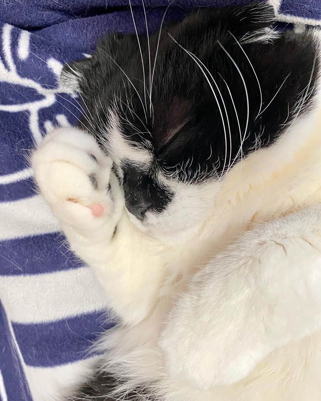 tiaichimaのインスタグラム：「Good morning!! ☀️ おはムーギー‼︎  月曜日は眠い💤  #膝の上から  #牛柄組鼻まわり汚れ隊 #ムーギー#MuuGieeboy#cat#neko#ねこ#ネコ#スコティッシュフォー ルド#ScottishFold#まんじゅう部」