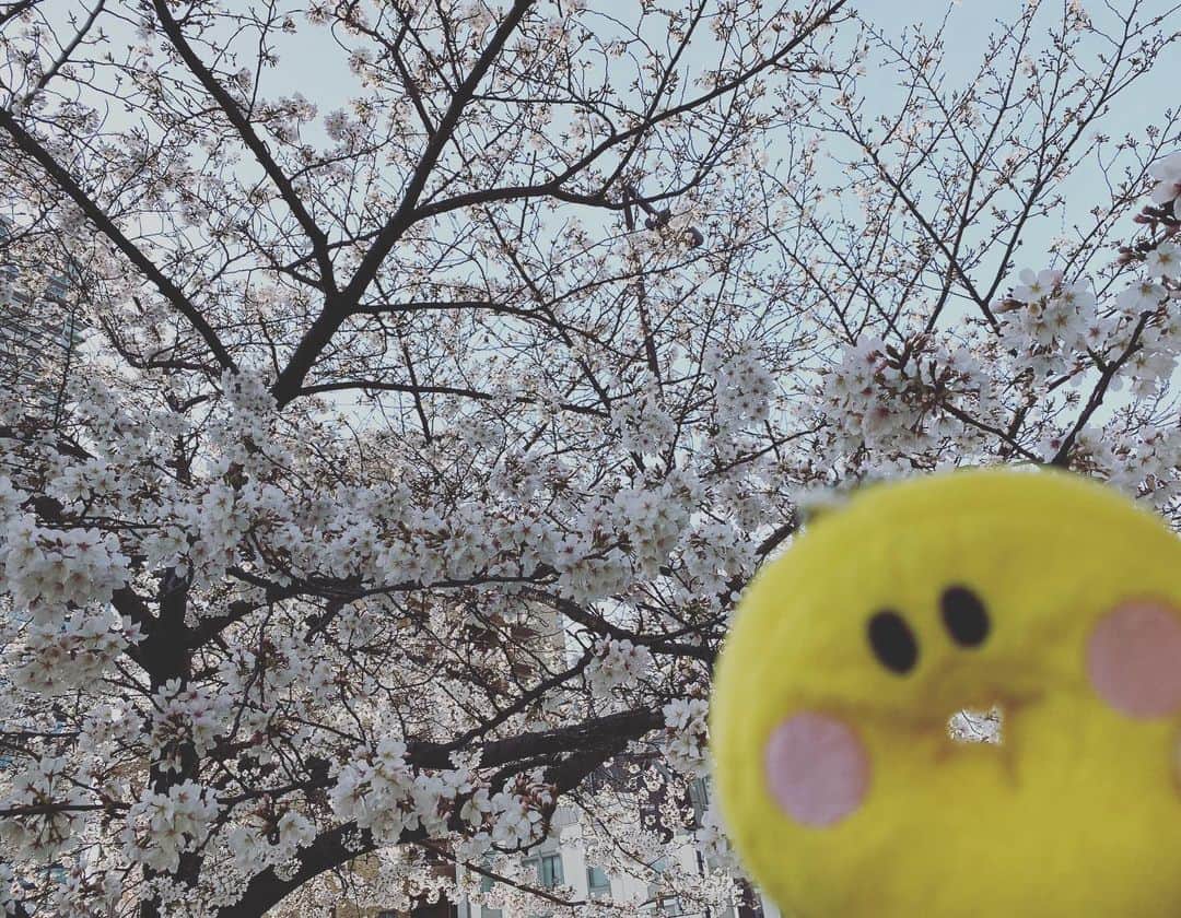 パインのインスタグラム：「弊社近くの公園で今朝撮影してきました。 桜が満開です🌸  #パインアメ #パインアメくん #桜 #大阪 #さくらの日」