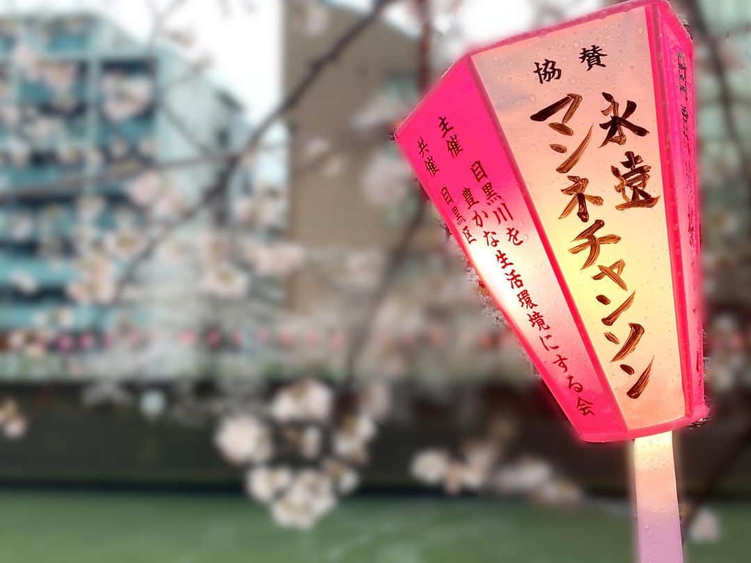 知華さんのインスタグラム写真 - (知華Instagram)「2023.03.27  桜。 雅叙園で見たり 中目黒沿いで見たり 協賛されてる方に2PM推しがいた。 その愛はとても凄まじかった。 そして湖月わたるさんの名前も見つけた。 （元星組トップスター）  桜をのんびり見る時間があるのは、 平和で幸せなことなんだと感じました。  桜が咲くと、春になると、 母の余命をまだ私は知らされてない頃に 呑気に、「桜が咲いたよ」とメールを送ったことを思い出します。 もうあの時には、母は床に伏せ、歩くのも難しく 私は知らなかったとは言え もっと出来たことがあったのではないかと 悔やんでも仕方ないのですが 悲しくなります。 そうやって季節を思い出し、巡り、時が経ち 人生は過ぎ去っていくのでしょうかね。  #桜#sakura #cherryblossom #tokyo#japan#東京#目黒#雅叙園#目黒川  cherry blossoms.At Gajoen.  time to see cherry blossoms It's peaceful and happy.  Remembering the seasons, going around,  time passes Will life pass by?」3月27日 8時40分 - tomoca1204