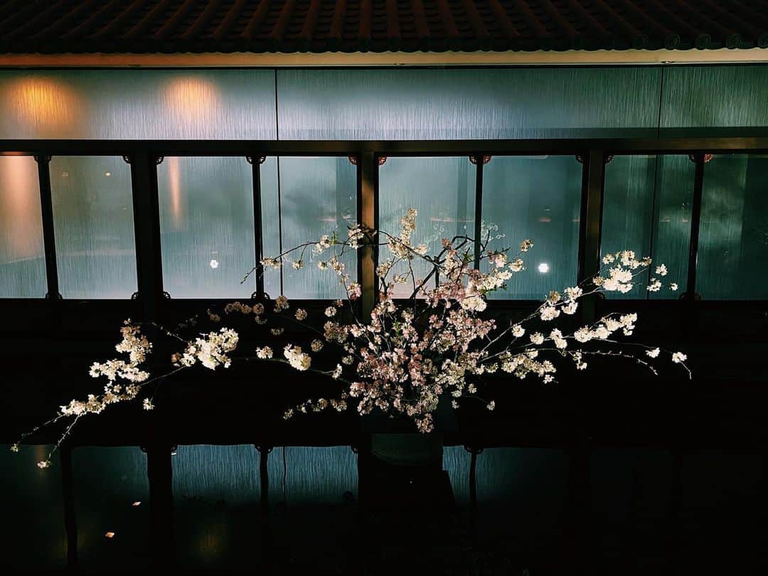 知華さんのインスタグラム写真 - (知華Instagram)「2023.03.27  桜。 雅叙園で見たり 中目黒沿いで見たり 協賛されてる方に2PM推しがいた。 その愛はとても凄まじかった。 そして湖月わたるさんの名前も見つけた。 （元星組トップスター）  桜をのんびり見る時間があるのは、 平和で幸せなことなんだと感じました。  桜が咲くと、春になると、 母の余命をまだ私は知らされてない頃に 呑気に、「桜が咲いたよ」とメールを送ったことを思い出します。 もうあの時には、母は床に伏せ、歩くのも難しく 私は知らなかったとは言え もっと出来たことがあったのではないかと 悔やんでも仕方ないのですが 悲しくなります。 そうやって季節を思い出し、巡り、時が経ち 人生は過ぎ去っていくのでしょうかね。  #桜#sakura #cherryblossom #tokyo#japan#東京#目黒#雅叙園#目黒川  cherry blossoms.At Gajoen.  time to see cherry blossoms It's peaceful and happy.  Remembering the seasons, going around,  time passes Will life pass by?」3月27日 8時40分 - tomoca1204
