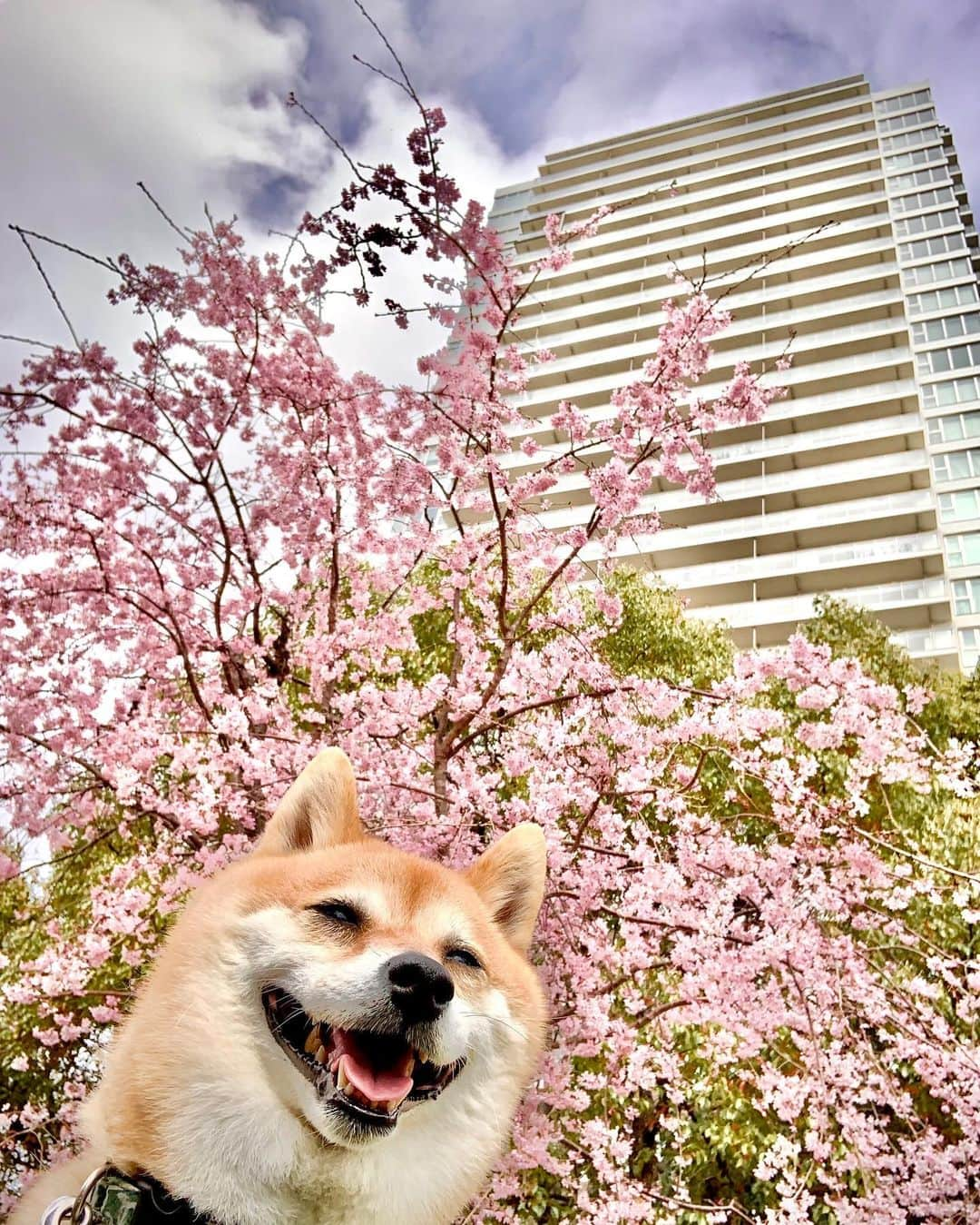 海老名市のインスタグラム