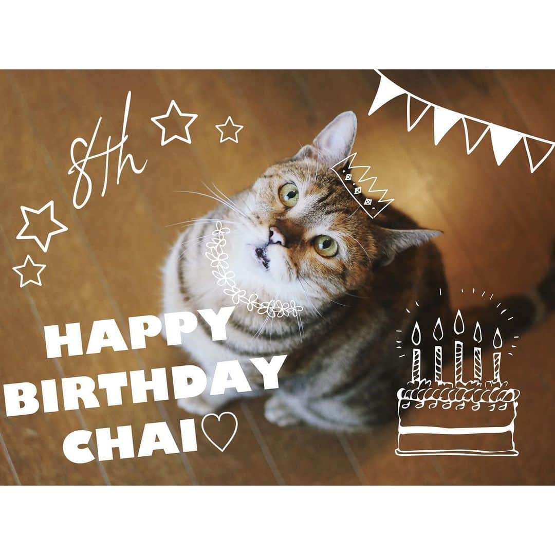 majikoのインスタグラム：「✨3/27 HAPPY BIRTHDAY CHAI✨ もう8年も一緒にいてくれてるんだね とはいえ全然変わってないチャイの可愛さと珍妙さ🐈 わたしの理解者ちゃん、これからもずっと大好き☺️♡ 生まれてきてくれてありがとう❤️  #majichai  #meow」