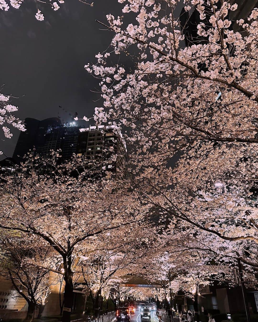 良原安美さんのインスタグラム写真 - (良原安美Instagram)「雨続きな今年の桜シーズン🌸 夜空に浮き上がるような 夜桜が沁みる。 ⁡ 今週も頑張りましょう〜！ ⁡ ⁡ #夜桜派なのかもしれない #夜桜 #🌸 #今年もキレイです」3月27日 9時37分 - yoshiharaami