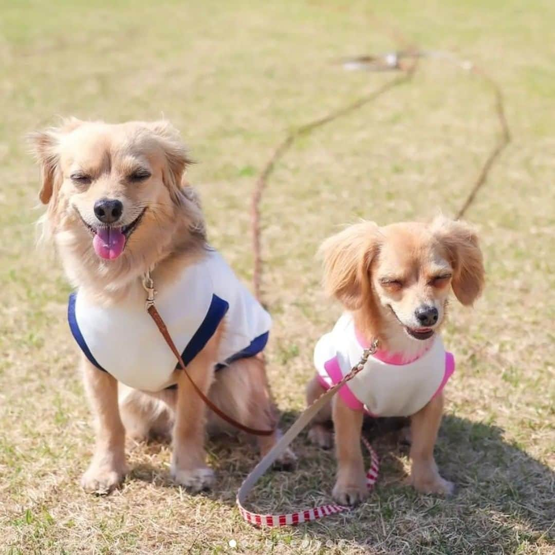 PECO いぬ部さんのインスタグラム写真 - (PECO いぬ部Instagram)「勝手に選抜！#スマイルわんこ🐾 「Wスマイル🐶💓🐶」 来週のテーマは…　 . . . 「#お花見ワンコ🌸」 来週からはこちらのテーマを募集します🐶🐱 #pecoいぬ部 のハッシュハグをつけてぜひ参加してみてね♪ . 今回素敵な投稿してくださったのは… @o.eitotyun さん . 他にも素敵なお写真がたくさんあるので、ぜひ遊びに行ってみてくださいね♪ . #pecoいぬ部 をつけて投稿すると… PECOのSNSで楽しくご紹介させていただきます:おいしい: #犬 #犬バカ部 #いぬら部 #いぬ部 #わんこ #いぬ #instadog #ilovemydog #ilovedog #dogstagram #dogsofinstagram #doglife #mydogiscutest #todayswanko #doglover #いぬすたぐらむ #犬のいる暮らし #チワックス#デカックス#ダックスフンド#チワワ#チワックス兄妹#エイトくん#メイちゃん#スマイル」3月27日 9時40分 - pecodogs