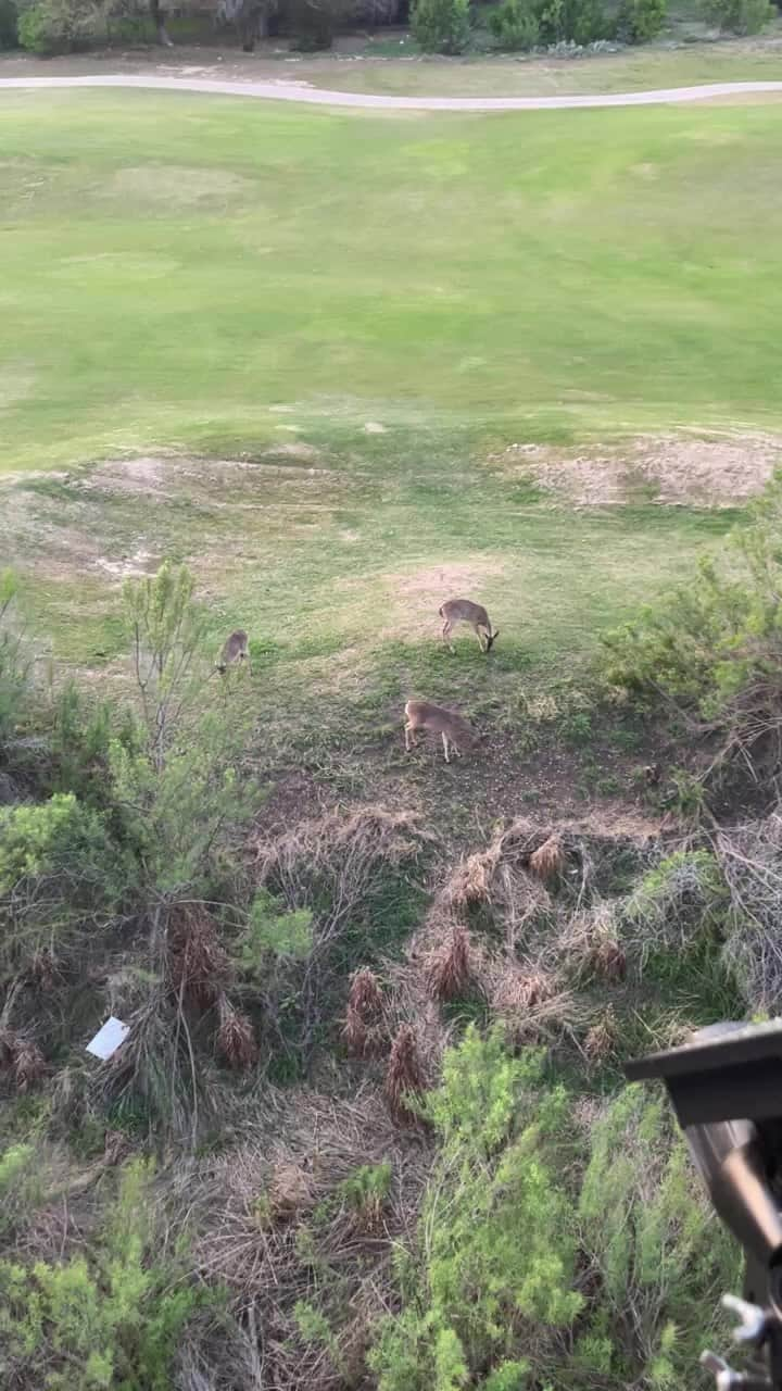 sevimli_hayvanlar34のインスタグラム：「#sunset #deer #hummingbirds #stoneoak #texas」