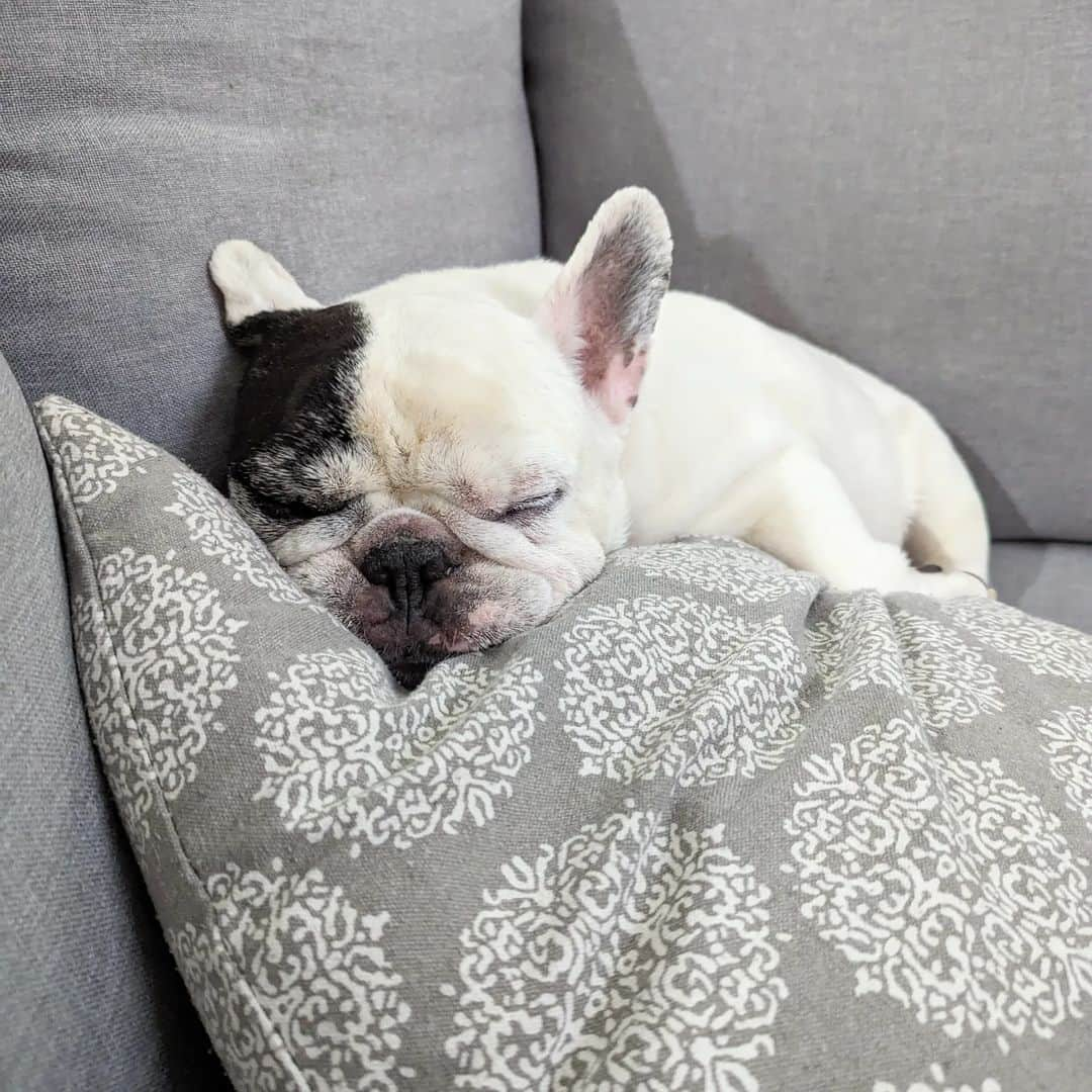 Manny The Frenchieのインスタグラム：「Sunday sleepies 💤」