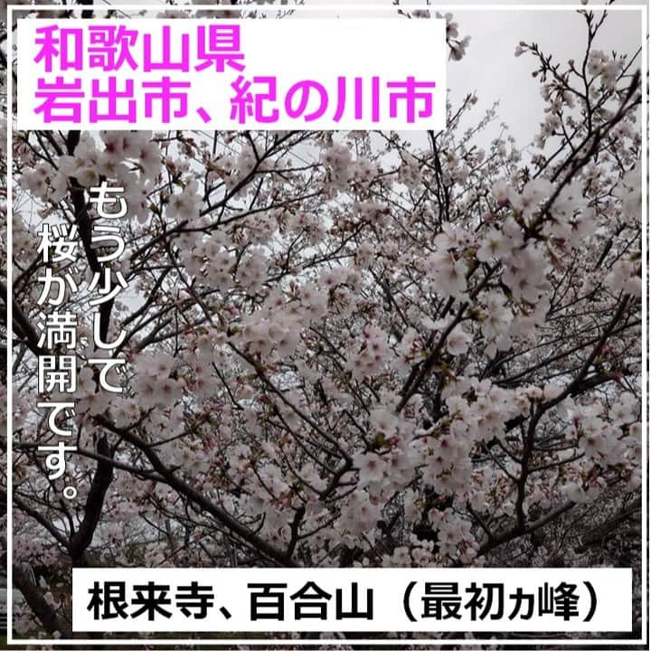 田舎暮らし応援県わかやまのインスタグラム：「【 #岩出市 #根来寺 #紀の川市 #百合山 #桜 #桃 #🌸 】  こちらは「わかやま移住定住支援センター」です。 全国的に桜のシーズンを迎えています。和歌山県の桜の開花については、和歌山市にある「紀三井寺（きみいでら）」にある桜の木が標準木（ひょうじゅんぼく）とされており、３月２５日（土）に和歌山地方気象台による満開宣言が出されました。 同日、和歌山市から東に足を延ばし、 #岩出市 と #紀の川市 の桜を見に行ってきました。岩出市にある #根来寺 （ねごろじ）と近くの図書館も桜がきれいなスポットです。８～９分咲きで満開までもう少し。 その後、紀の川市の #百合山 （ゆりやま）に向かいました。正式名称は「最初ヶ峰（さいしょがみね）」という標高２８５ｍに位置しています。周辺はパラグライダーなどのスカイスポーツのポイントとなっており、とても見晴らしが良いエリアです。桜もきれいなスポットですが、「あら川の桃」で有名な桃源郷を見下ろすことができ、桃畑の桃色が広がる紀の川平野を一望できます。 残念ながら、当日は雨上がりの曇天でしたが、天気の良い日にはぜひ足を運んでみてください。 【岩出市観光協会　HP】http://kanko-iwade.com/ 【紀の川市　HP】https://www.kanko-kinokawa.jp/  ーーーーーーーーーーーーーーーーーーーーーー わかやま移住定住支援センターでは、和歌山県内への移住・定住をお手伝いしております。移住希望地の現地案内も行っておりますので、「和歌山県移住ポータルサイト『わかやまLIFE』（https://www.wakayamagurashi.jp）」をチェック。  #和歌山県 #岩出市 #根来寺 #紀の川市 #百合山 #桜 #桃 #和歌山移住 #田舎暮らし #わかやまLIFE #移住相談 #移住体験 #山のある暮らし #海のある暮らし #川のある暮らし #UIJターン #空き家活用 #空き家探し」