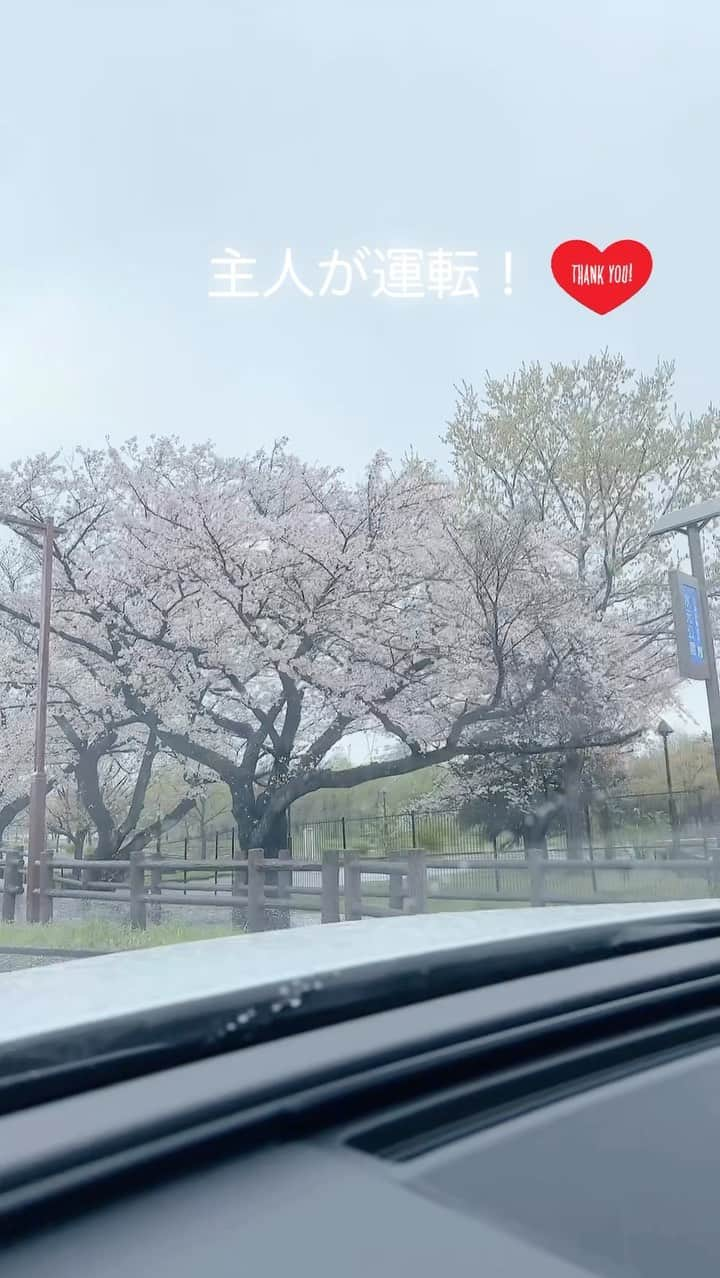 益子直美のインスタグラム：「昨日は実家葛飾へ。 母を車に乗せ、水元公園の桜を見にドライブ！ 水元公園は桜の木が760本もある、桜の名所です！  雨で、桜のトンネルを通り過ぎるだけだったけど、それでもお花見楽しめました！  来年は満開の桜の下、ピクニックでお寿司を食べよう！  #水元公園  #お花見  #お花見ドライブ  #雨の桜  #桜のトンネル  #葛飾区桜の名所」