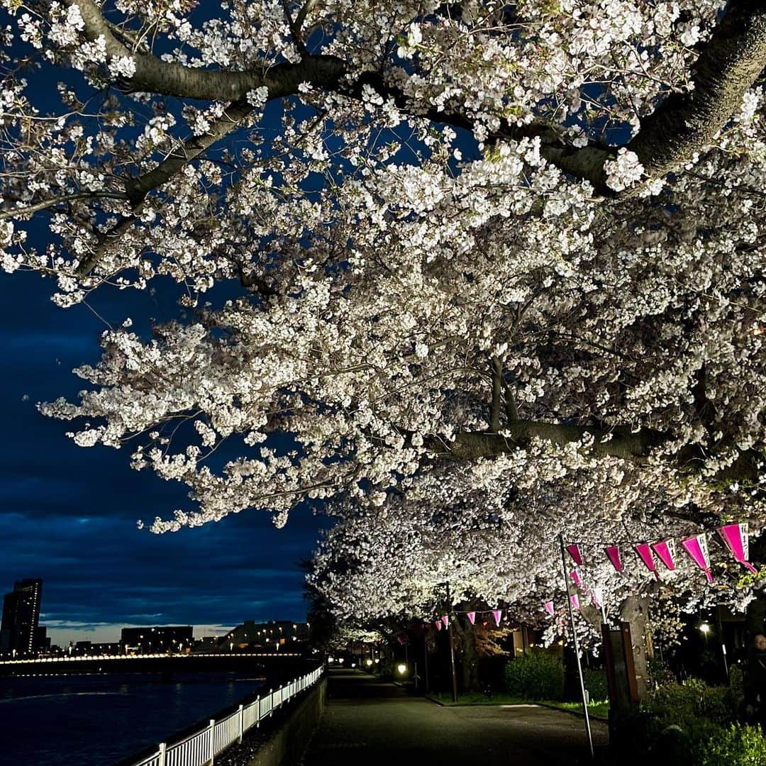 依田司さんのインスタグラム写真 - (依田司Instagram)「3月27日（月） 東京都墨田区の「隅田公園」から。週末の雨が心配でしたが、持ち堪えてくれていました。 ここ隅田川の土手「墨堤」には、およそ300本、１ｋｍにもわたりソメイヨシノが植えられています。 元は、徳川八代将軍・吉宗が、庶民もお花見を行えるようにと植えたのが始まりだそうです。その後公園内にも多くの桜が植えられ、現代でも多くの人がこの時期、満開の桜を一目見ようといらっしゃいます。 さらに公園内では、隅田のもう一つの名所「スカイツリー」と共に桜を撮影できる場所もあります。また、3年ぶりにライトアップも復活。朝から夜まで楽しめるお花見スポットです。見頃は、あさって頃まで。  #隅田公園 #DoCLASSE #ドゥクラッセ #依田さん #依田司 #お天気検定 #テレビ朝日 #グッドモーニング #サタデーステーション #気象予報士 #お天気キャスター #森林インストラクター #グリーンセイバーアドバンス #プロジェクトワイルド #IPCC伝導者 #japan #japantrip #japantravel #unknownjapan #japanAdvenそture #japanlife #lifeinjapan #instagramjapan #instajapan #療癒 #ilovejapan #weather #weathercaster #weatherforecast」3月27日 11時02分 - tsukasa_yoda