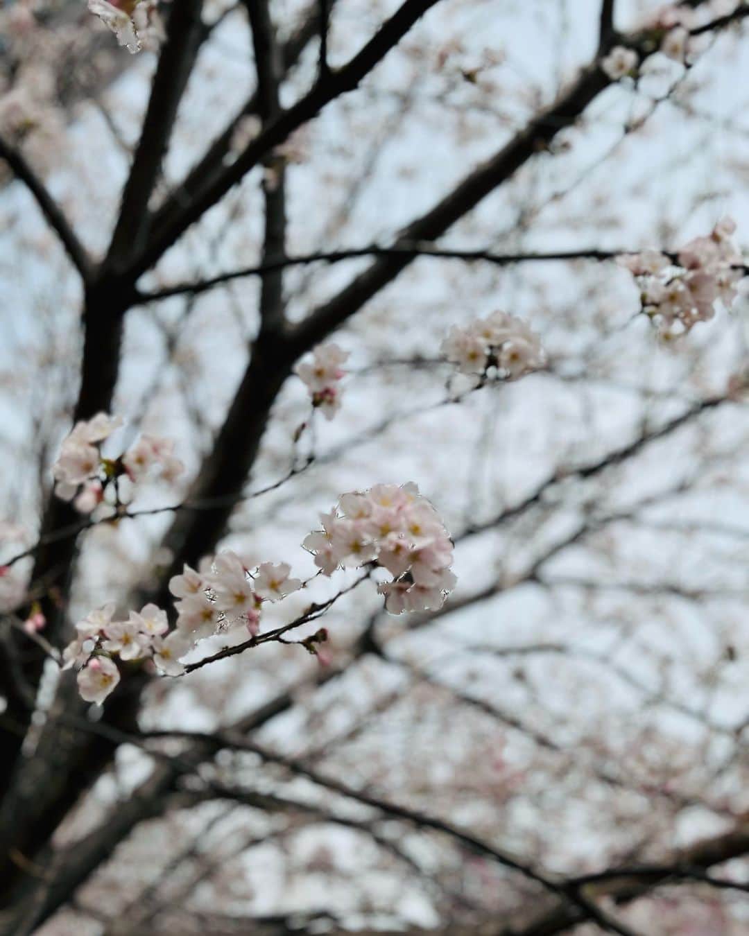 のインスタグラム：「🌸🌸🌸  今年はお花見🥰できた💕  #鈴木杏樹#AnjuSuzuki  #桜  #満開  #お花見  #🌸  #🍱  #🐦  #🍀  #🌤  #🙌」