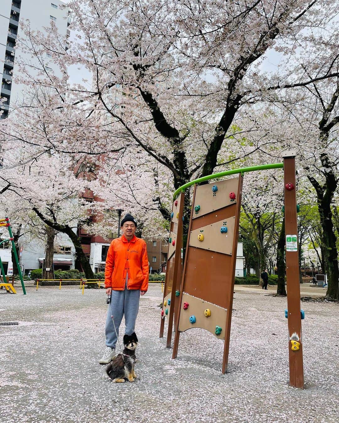 シオマリアッチさんのインスタグラム写真 - (シオマリアッチInstagram)「桜満開ライドーン🌸」3月27日 11時11分 - shiomariacchi