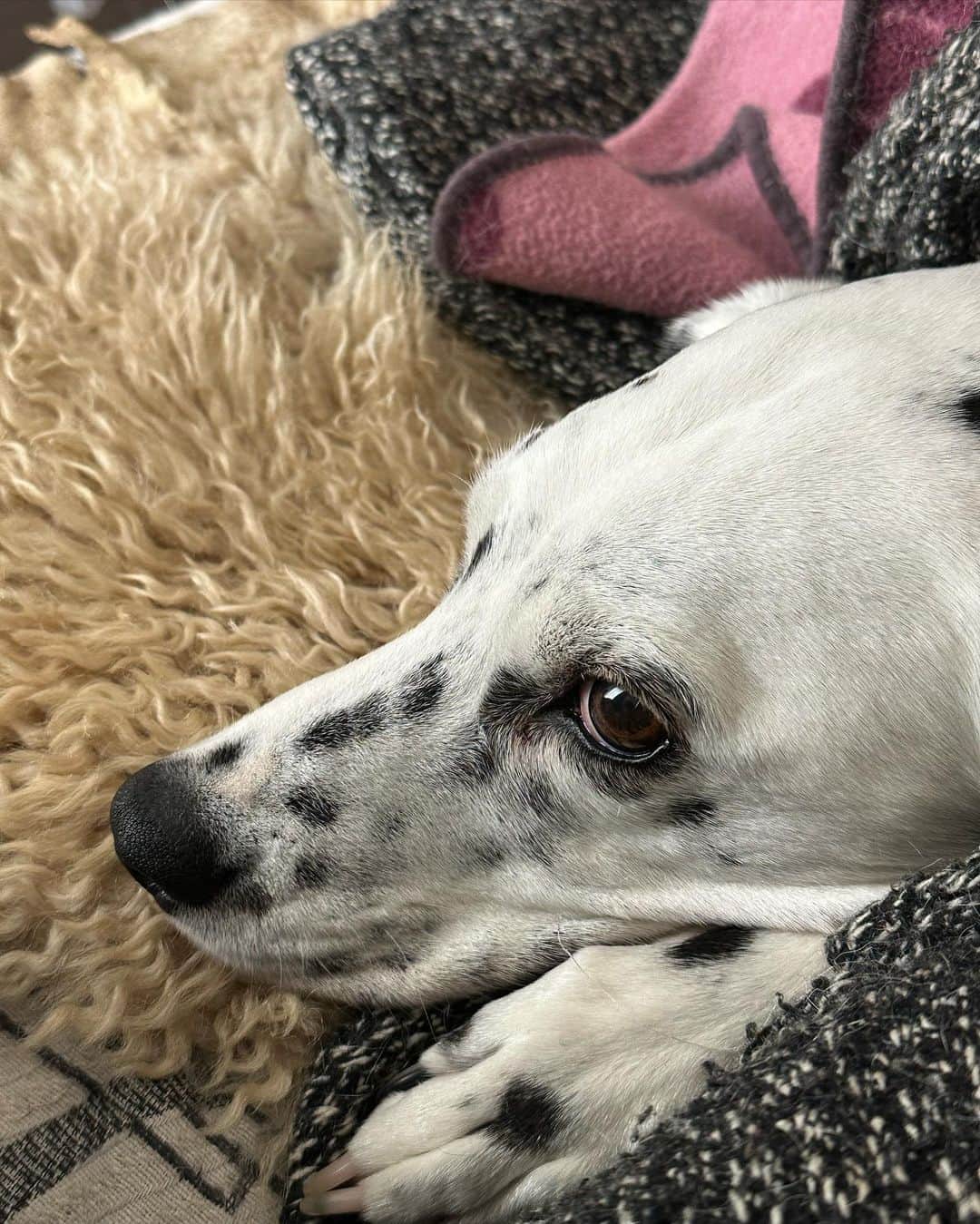 柴田淳さんのインスタグラム写真 - (柴田淳Instagram)「メグは、リアルムートンの上じゃないと寝ません。 #dalmatian #メグ #美しい犬」3月27日 11時08分 - shibatajun_official