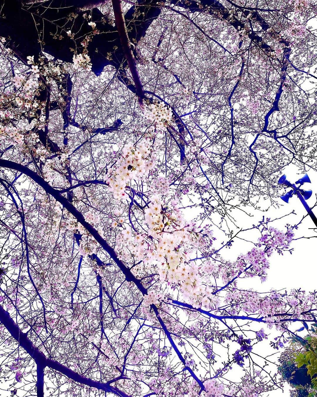 八代みなせさんのインスタグラム写真 - (八代みなせInstagram)「儚く幻想的🫧 ⁡ #桜雨 #spring #春  #桜 #cherryblossom #🌸  #haveaniceday  #haveagoodtime  #haveaniceweek」3月27日 11時17分 - minase_yashiro