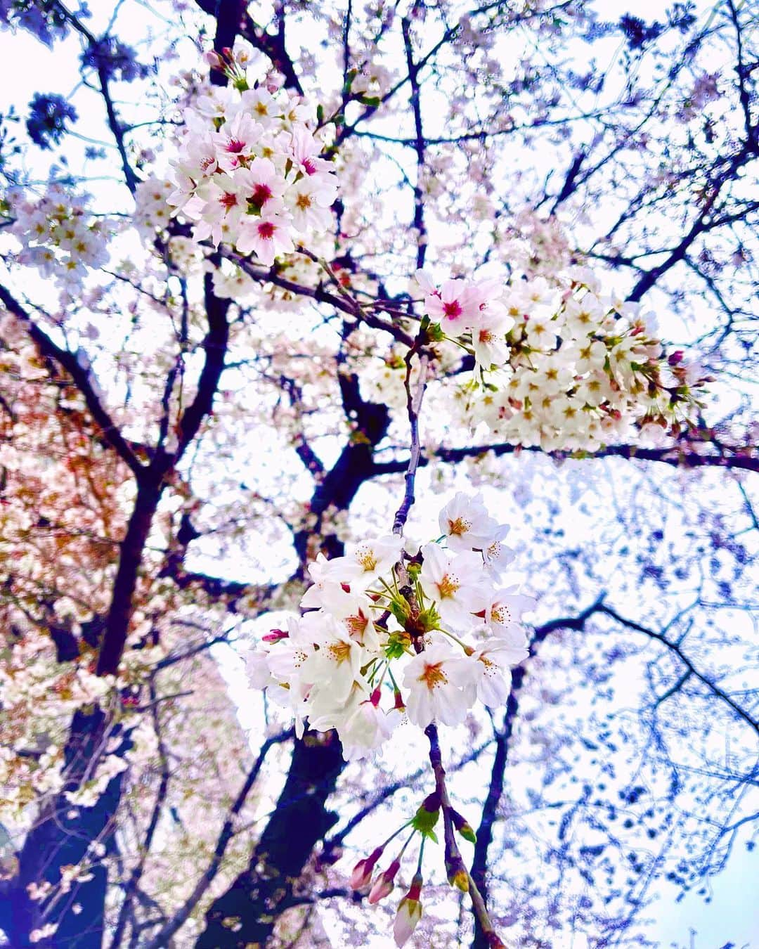 八代みなせのインスタグラム：「儚く幻想的🫧 ⁡ #桜雨 #spring #春  #桜 #cherryblossom #🌸  #haveaniceday  #haveagoodtime  #haveaniceweek」