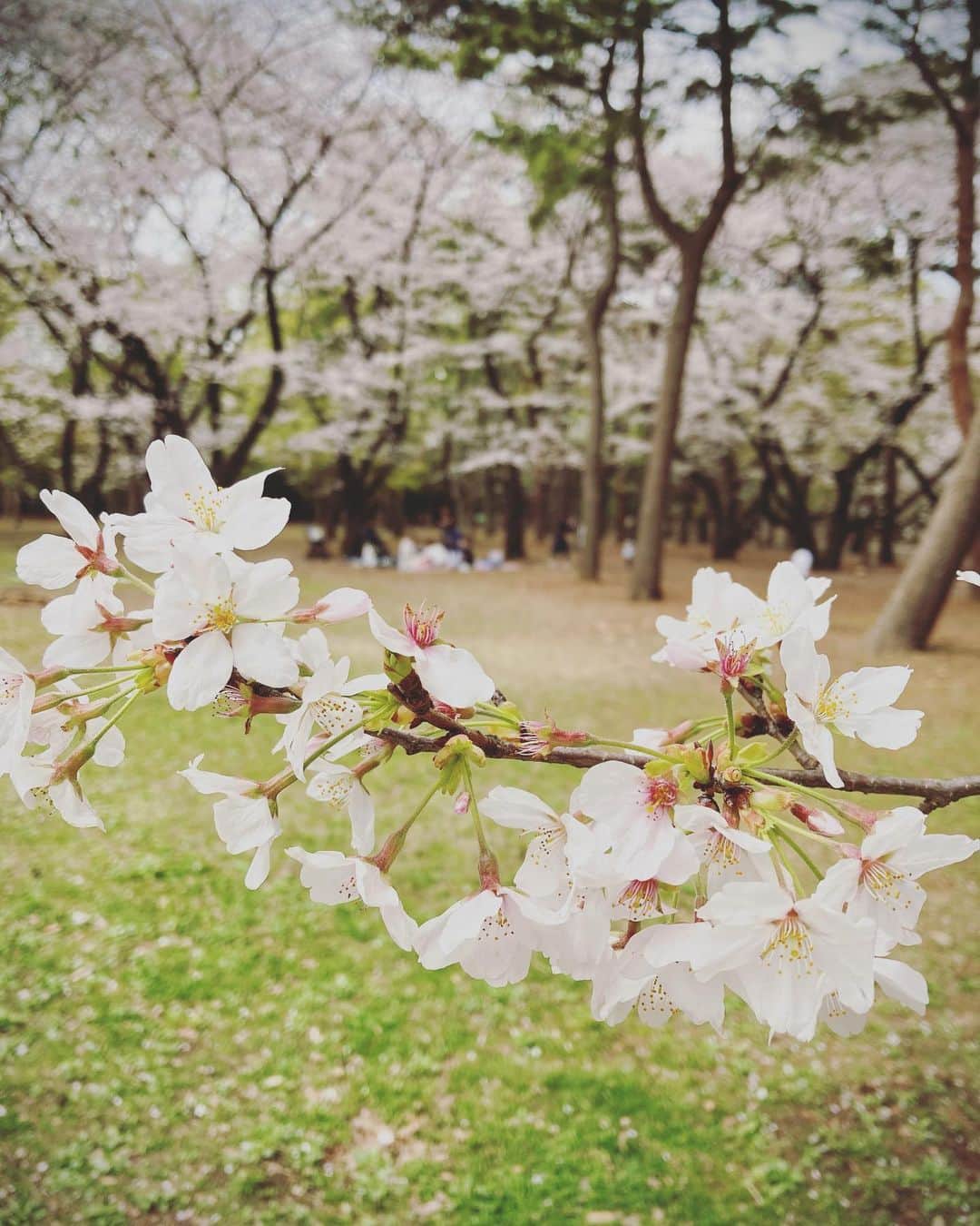 蓮水ゆうやさんのインスタグラム写真 - (蓮水ゆうやInstagram)「先日同期数人でお花見ピクニックをしました〜🙌🏻  日にちを設定した時はまだ桜の見頃には早いかな〜？どうかな〜？という感じでしたがやっぱり年々早くなってますよね〜🌸 見事な桜で、もはや葉桜のところも... お天気も良く気温も高くてコートいらず！ 最高のピクニック日和となりました☺️  うちの子供たちは終業式だったので私は1人の参加でしたがちっちゃい頃から知っているみんなのお子たちの成長になんだか感慨深く。 特にみーちゃん家の長男くんは、生後1ヶ月から抱っこしていたので、もうしっかりイケメンボーイに育っちゃって、おばちゃんは絡みすぎてきっと嫌がられていたと思う😂  久しぶりの同期はやっぱり心地よく。程よくお酒を飲み。もうみんないい歳なので😂ゆったり穏やかな時間でした  お母さんが多いのでみんながお弁当を作ってきてくれるから大ちゃんは嬉しそう笑✨ 「お母さんありがとー」 😂😂😂ウケる。」3月27日 11時24分 - hasumi_yuya