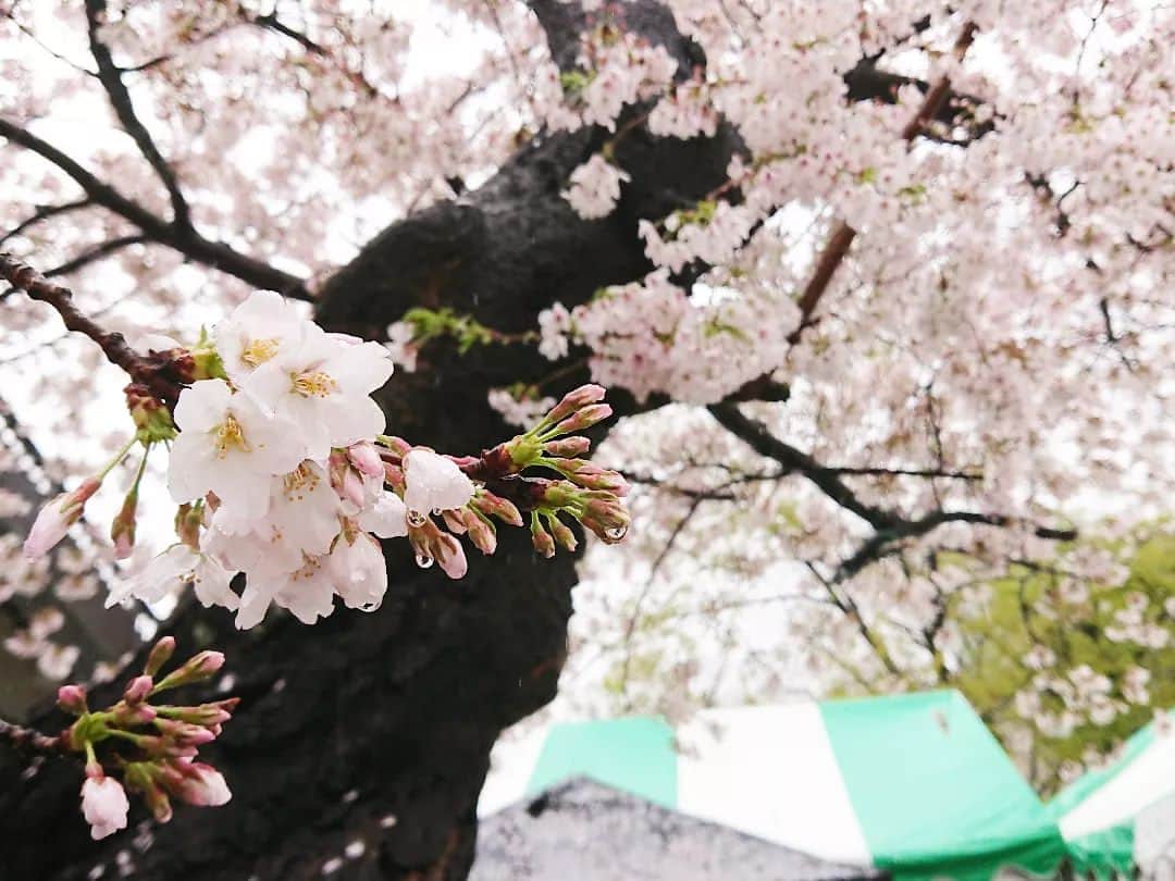 桜花さんのインスタグラム写真 - (桜花Instagram)「桜満開🌸🌸🌸  雨の桜も風情があってなかなか素敵🍀  イベント出店の時はまた変わってきますが、、、！  25、26日。 代々木公園で行われた春風イベントで ルーローハン屋さんのお手伝いをしました🐱🌷  晴れと雨ではやはりお客さんの数もかなり変わってきますので、晴れを願うばかりでした、、！  途中から雨止んで本当によかったです🍀  #桜  #フェス #ルーローハン」3月27日 11時40分 - mountainohka