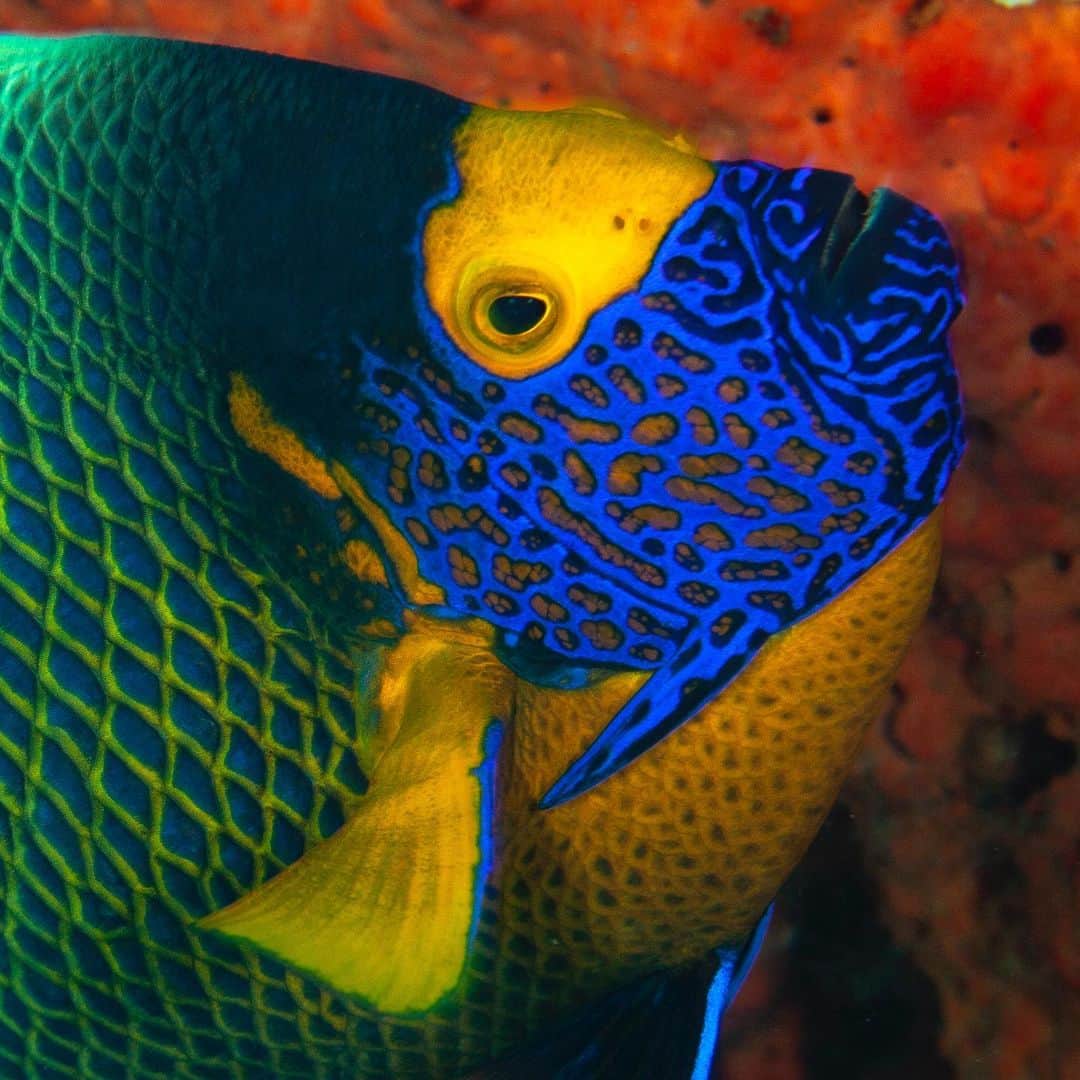 Tim Lamanさんのインスタグラム写真 - (Tim LamanInstagram)「Colors of the reef.  1) Spotfin Lionfish (Pterois antennata) detail, 2) Striped Goby (Eviota sp.) on a sponge, and 3) Yellow-mask Angelfish (Pomacanthus xanthometopon) portrait.  If you want to be dazzled by the colorful diversity of life on a coral reef, and learn how to better photograph it, you are welcome to join our photo workshop at @Papua_Explorers resort in August 2023 with underwater photographer @Kizilkaya_Zafer and myself. Learn all about it at the link in my bio @TimLaman.  #underwaterphotography #underwaterphotoworkshop #rajaampat #westpapua #indonesia #coralreef」3月27日 11時52分 - timlaman
