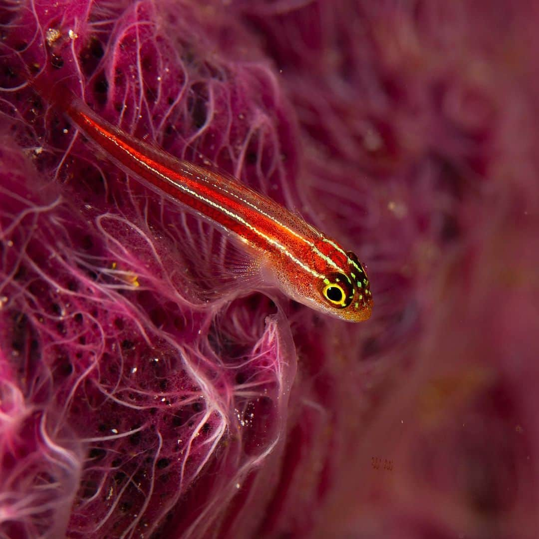 Tim Lamanさんのインスタグラム写真 - (Tim LamanInstagram)「Colors of the reef.  1) Spotfin Lionfish (Pterois antennata) detail, 2) Striped Goby (Eviota sp.) on a sponge, and 3) Yellow-mask Angelfish (Pomacanthus xanthometopon) portrait.  If you want to be dazzled by the colorful diversity of life on a coral reef, and learn how to better photograph it, you are welcome to join our photo workshop at @Papua_Explorers resort in August 2023 with underwater photographer @Kizilkaya_Zafer and myself. Learn all about it at the link in my bio @TimLaman.  #underwaterphotography #underwaterphotoworkshop #rajaampat #westpapua #indonesia #coralreef」3月27日 11時52分 - timlaman