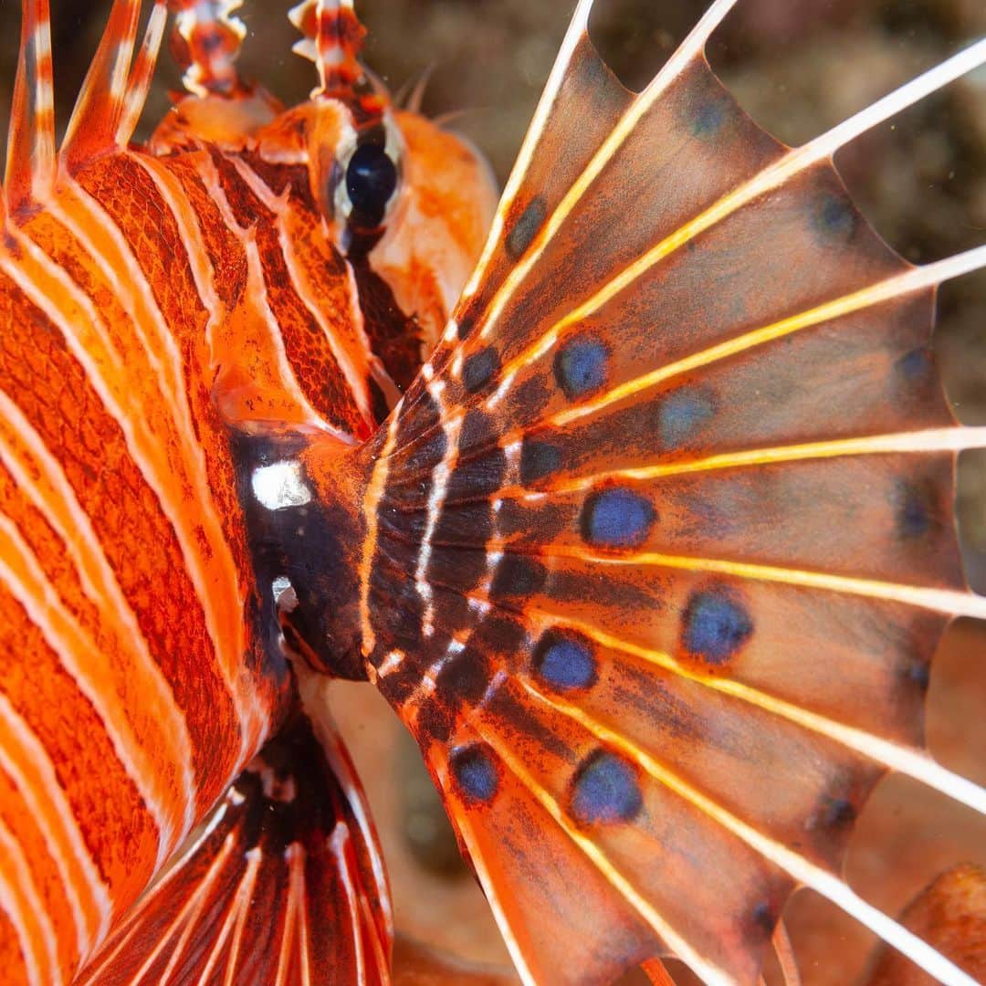 Tim Lamanのインスタグラム：「Colors of the reef.  1) Spotfin Lionfish (Pterois antennata) detail, 2) Striped Goby (Eviota sp.) on a sponge, and 3) Yellow-mask Angelfish (Pomacanthus xanthometopon) portrait.  If you want to be dazzled by the colorful diversity of life on a coral reef, and learn how to better photograph it, you are welcome to join our photo workshop at @Papua_Explorers resort in August 2023 with underwater photographer @Kizilkaya_Zafer and myself. Learn all about it at the link in my bio @TimLaman.  #underwaterphotography #underwaterphotoworkshop #rajaampat #westpapua #indonesia #coralreef」